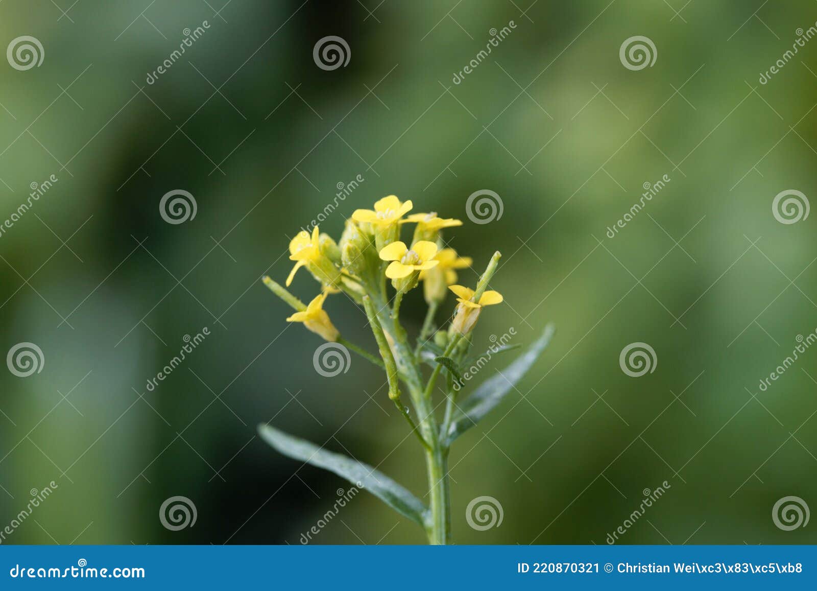 Flower Treacle Mustard Stock Photos Free & RoyaltyFree Stock Photos