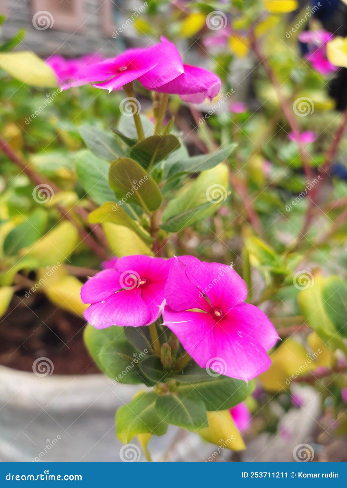 Tread Dara & X28;Catharanthus Roseus& X29; Is Known By Various