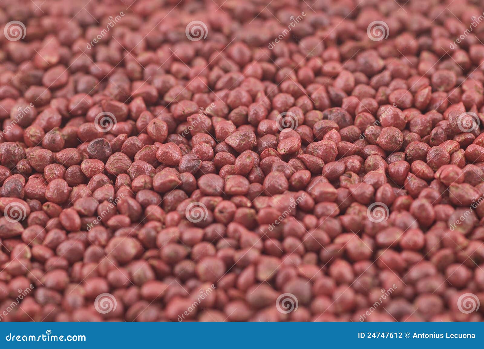 Treated Commercial Spinach Seed Stock Photo Image of round, spinach