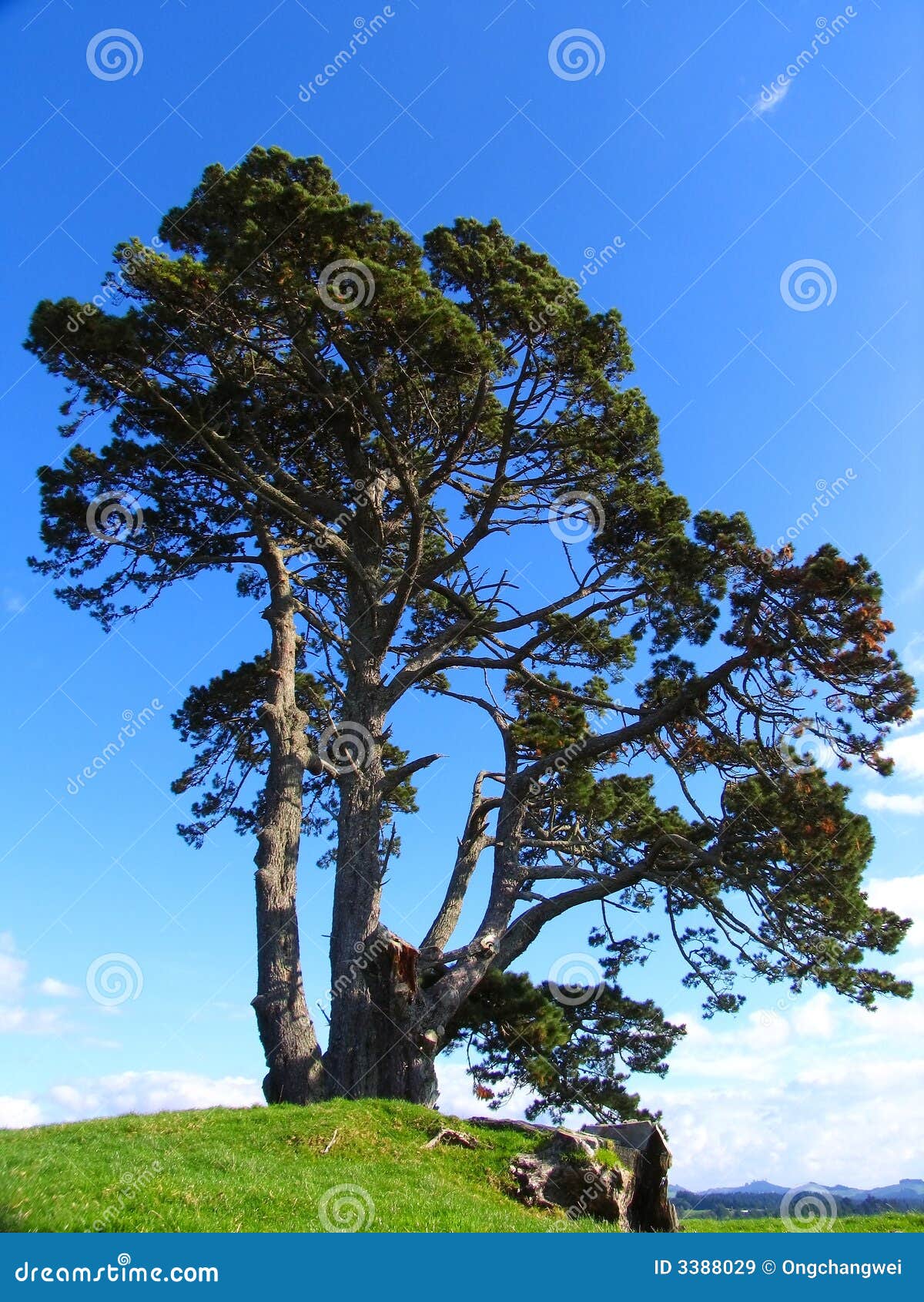 tree in papamoa hills cultural heritage regional park, new zealand