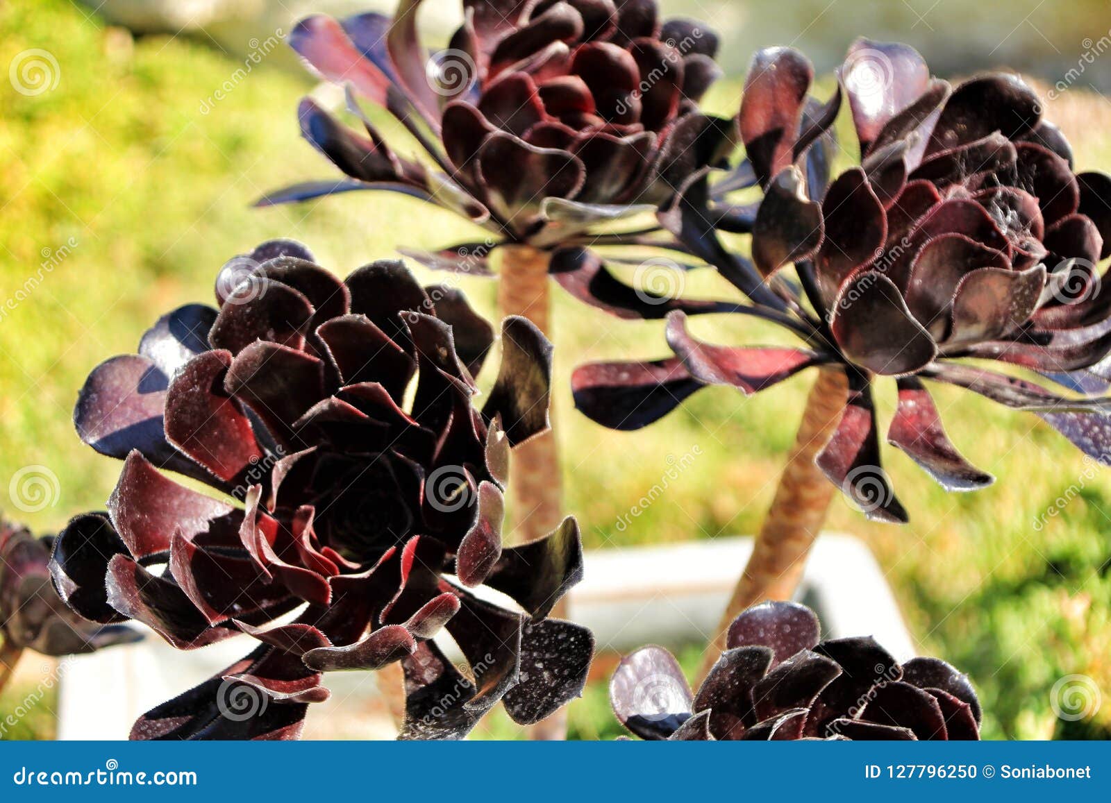 Tree Aeonium, Aeonium Arboreum Succulent Plant Under the Sun Stock ...