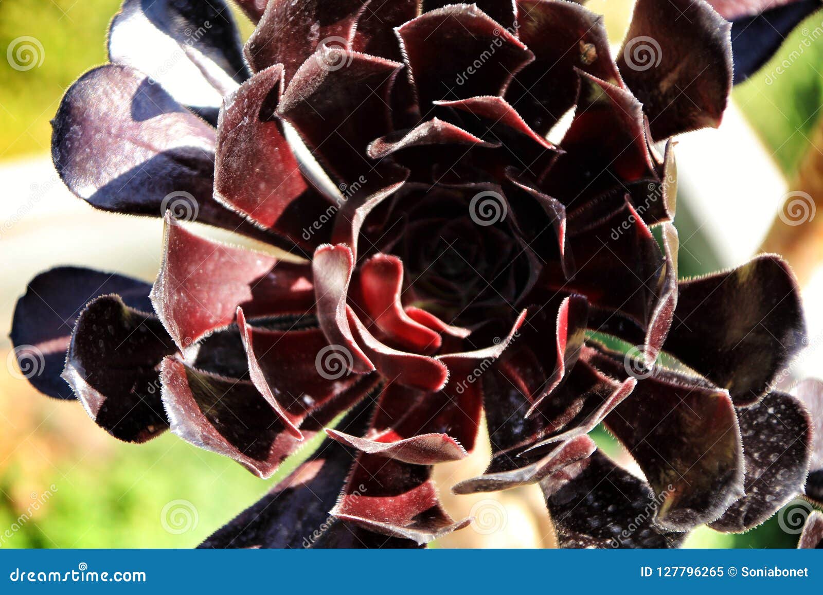 Tree Aeonium, Aeonium Arboreum Succulent Plant Under the Sun Stock ...