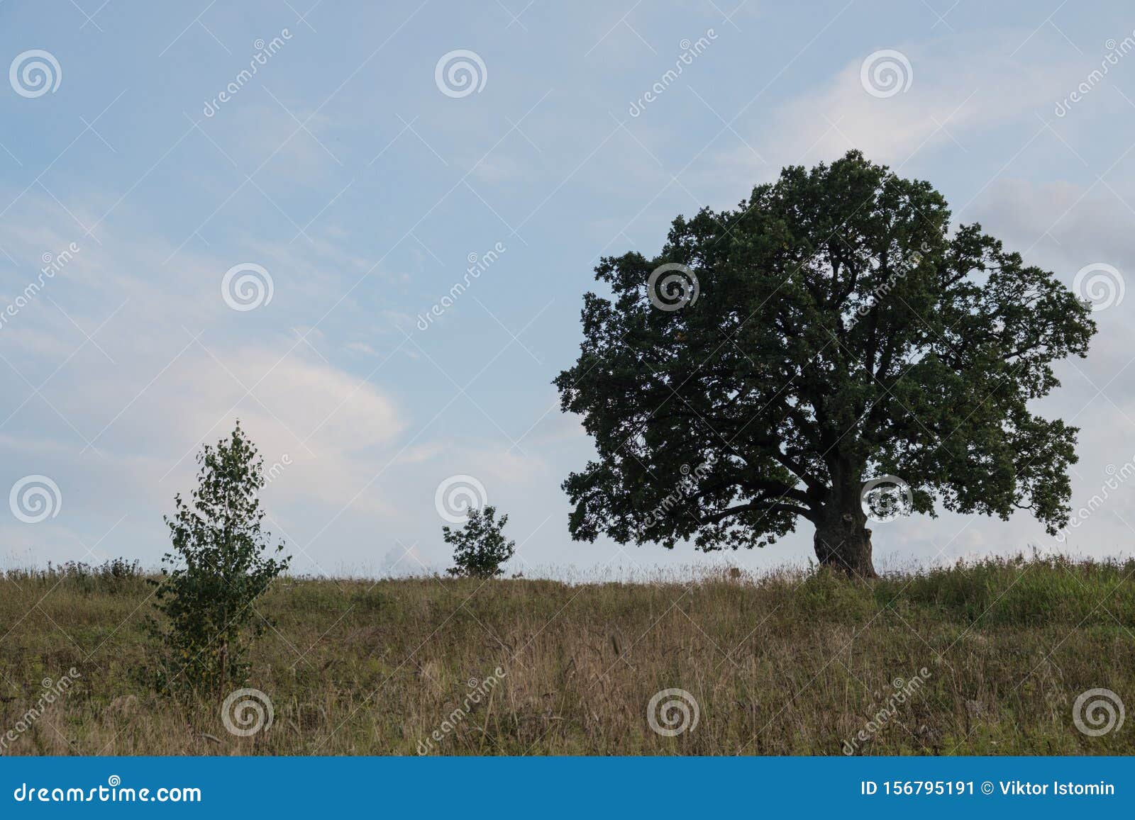 english oak, or summer oak