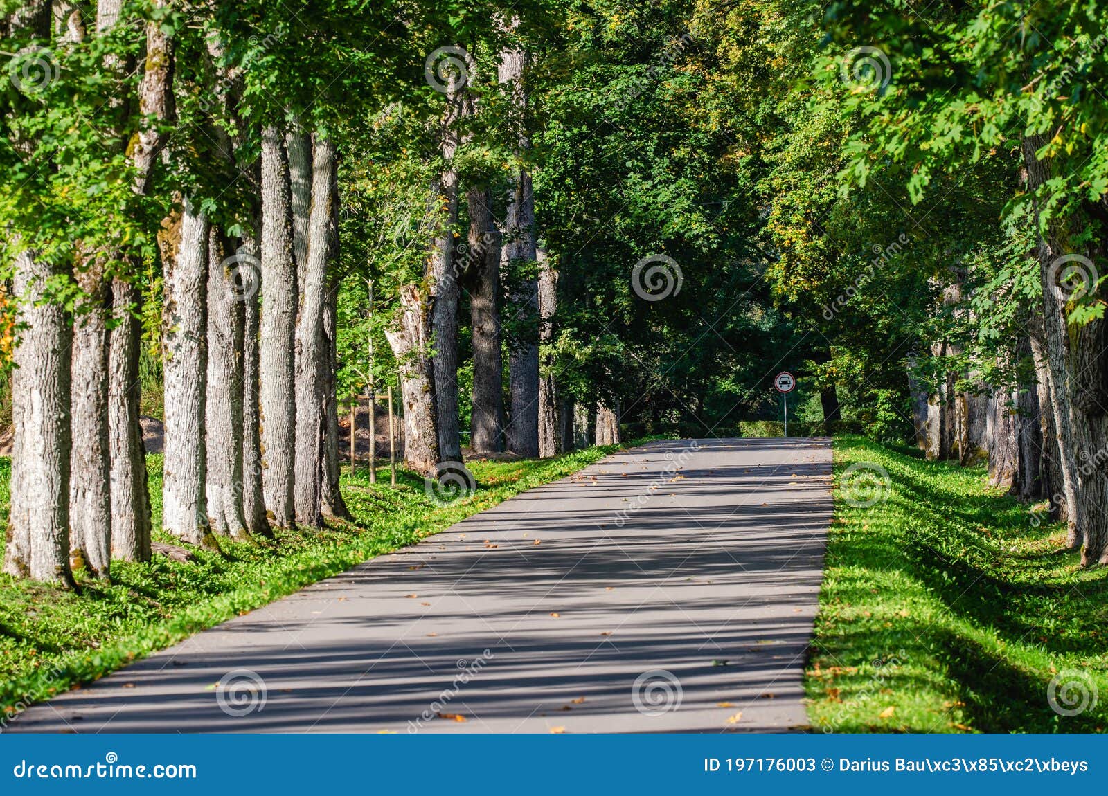 tree alley and road leading to renavas manor