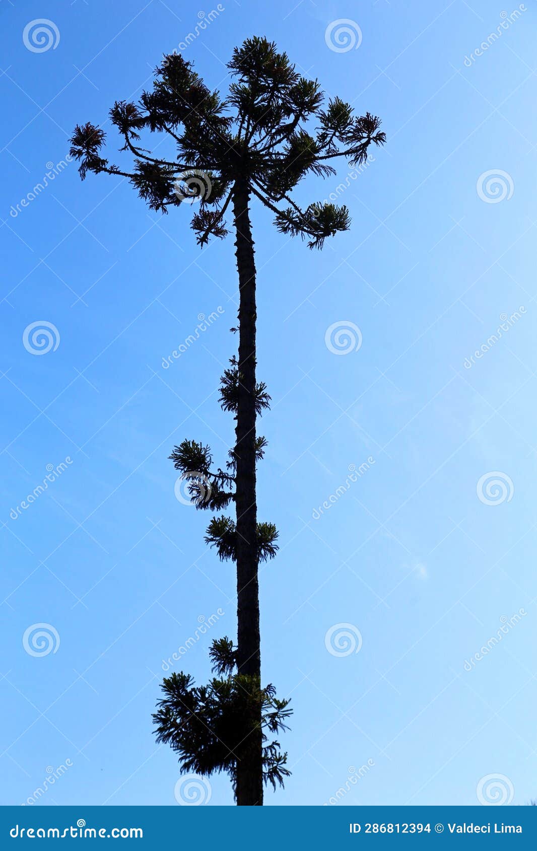 46 Capital Araucaria Royalty-Free Images, Stock Photos & Pictures