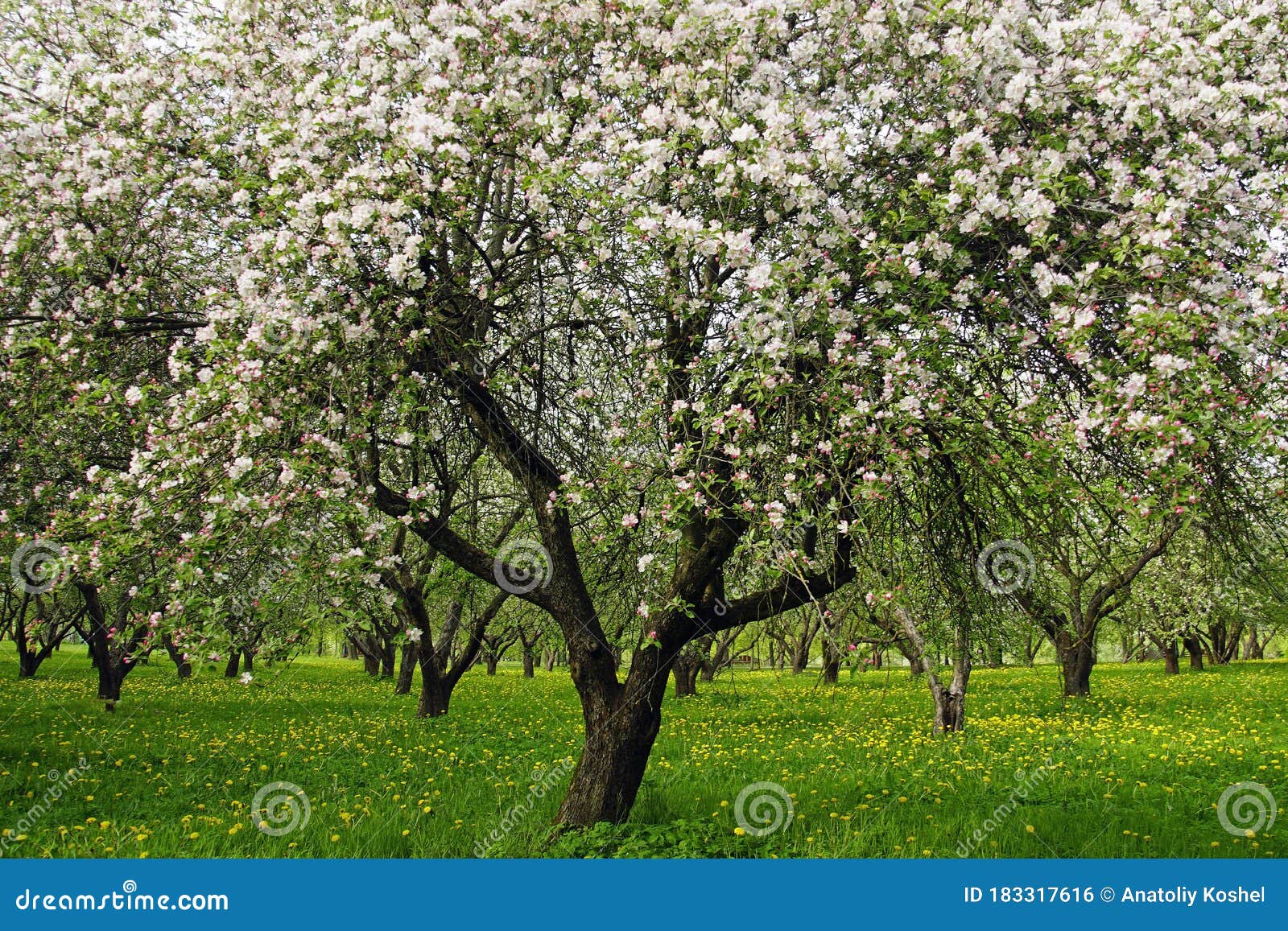 A Tree in an Apple Tree Garden during Flowering in May. Stock Photo