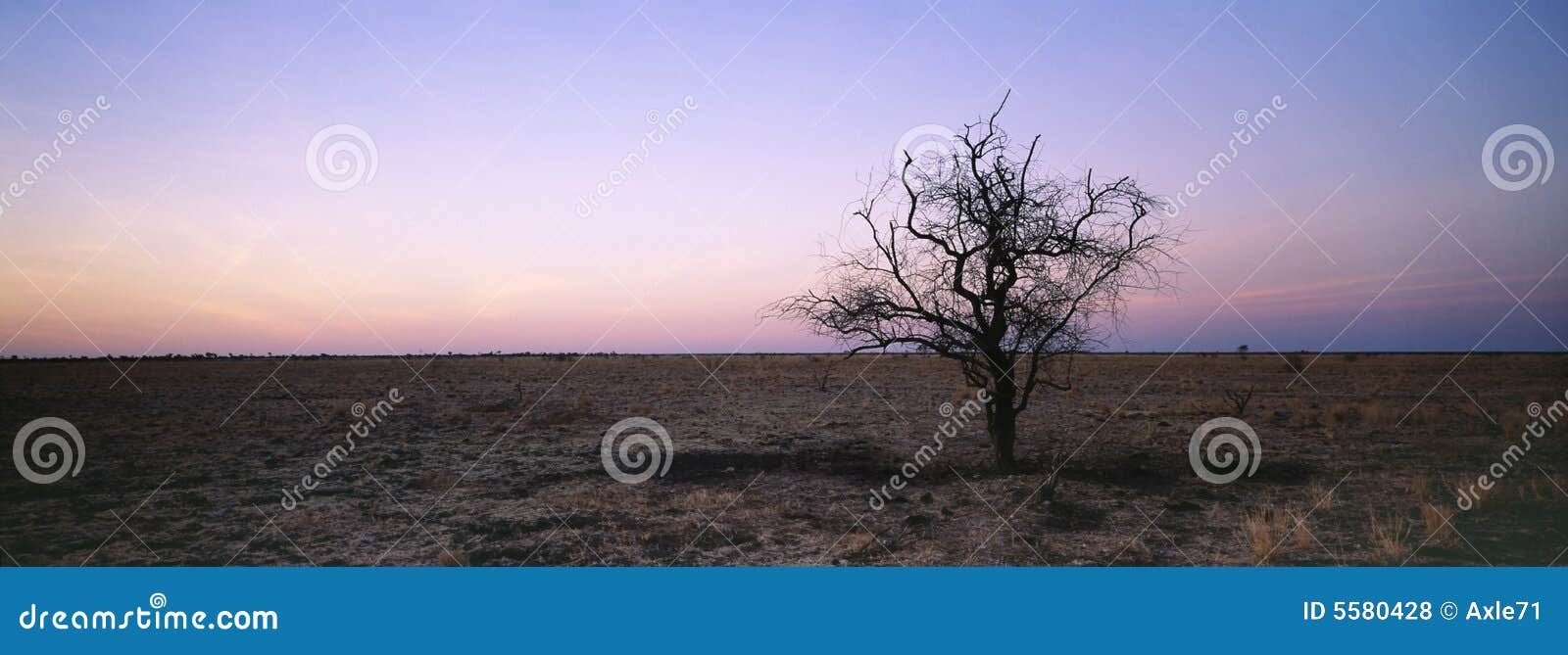 tree in arid landscape
