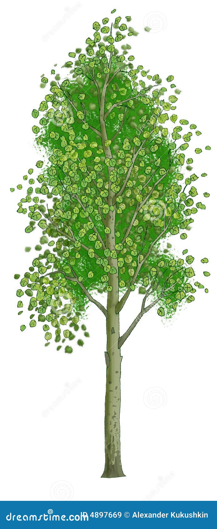 aspen tree clip art images - photo #42