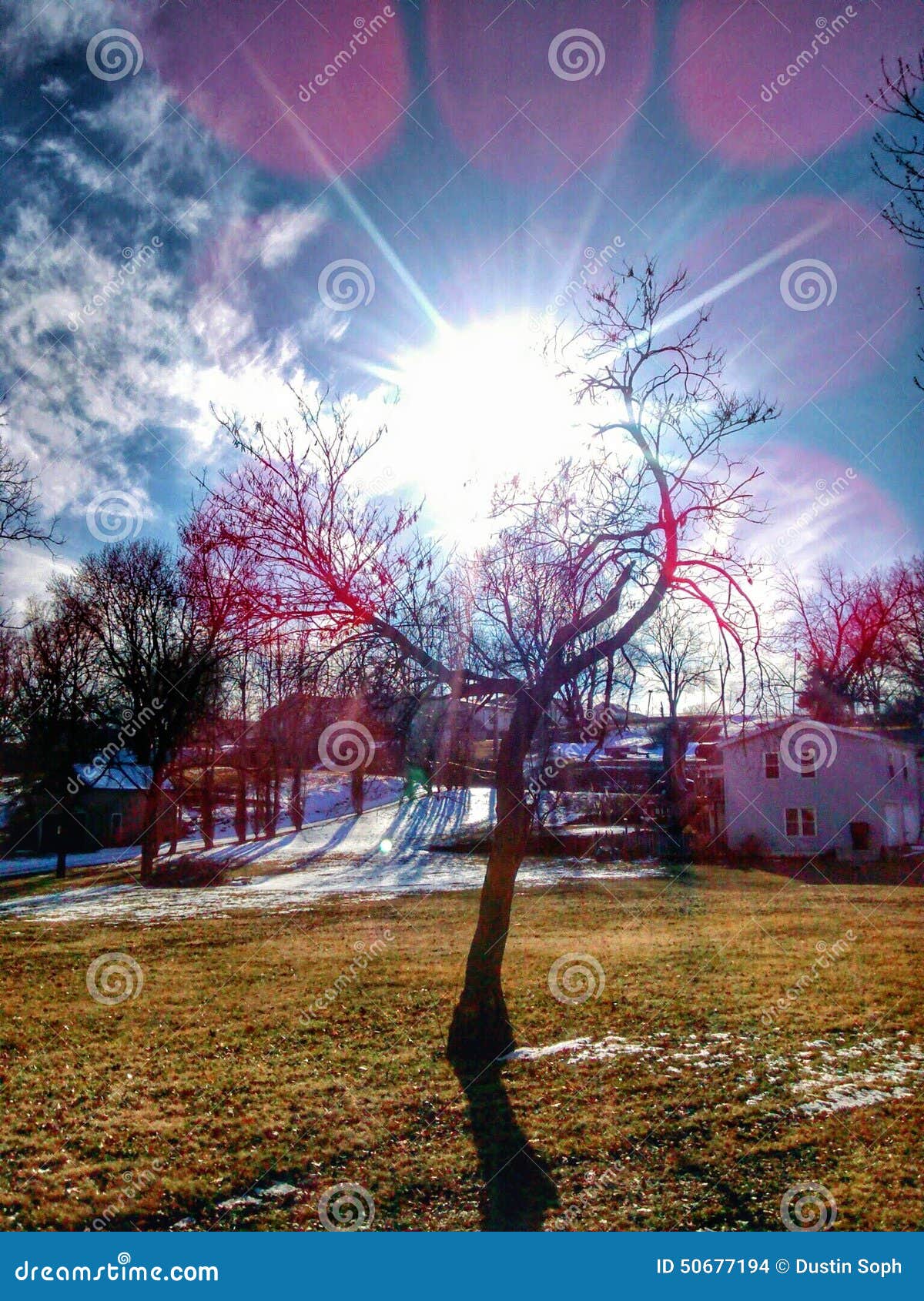 tree in atchison kansas by my house.