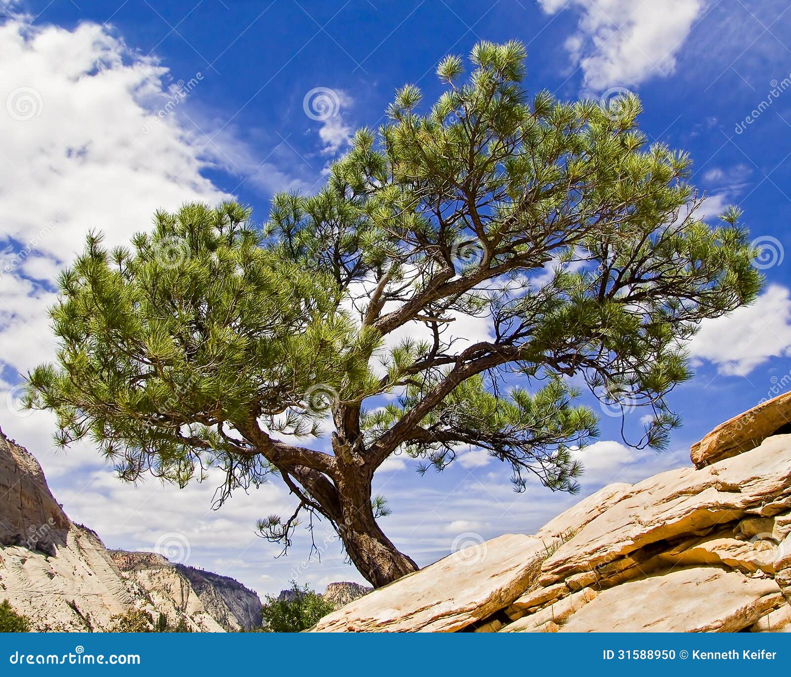 tree atop angels landing, zion np