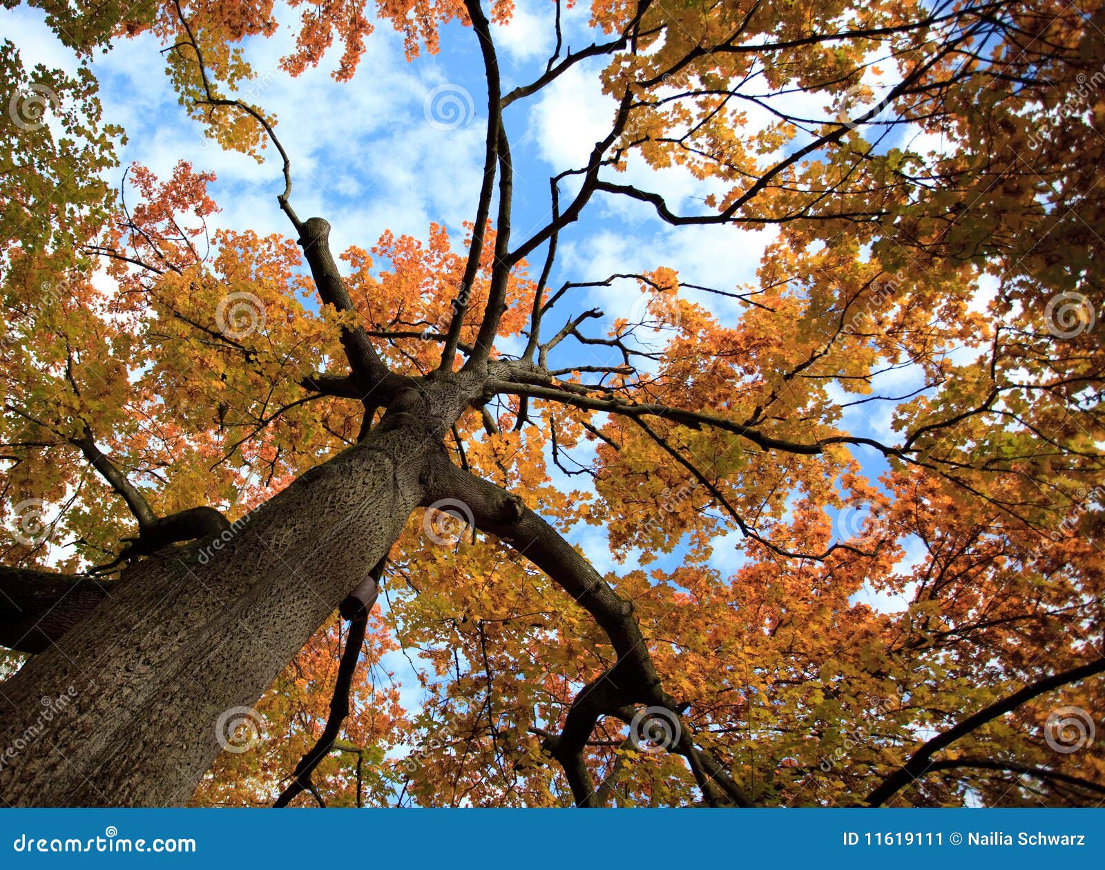 Tree in autumn colors stock image. Image of colorful - 11619111