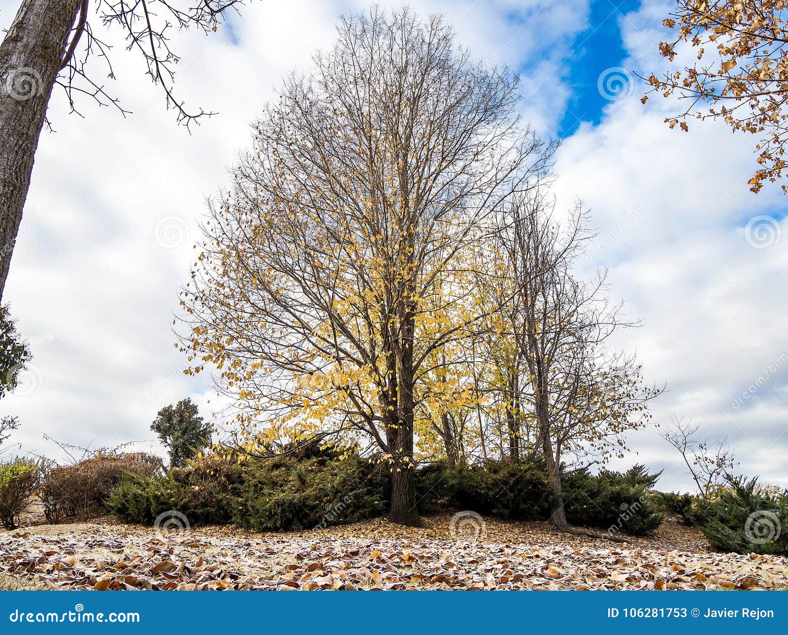 arbol otoÃÂ±o landscape