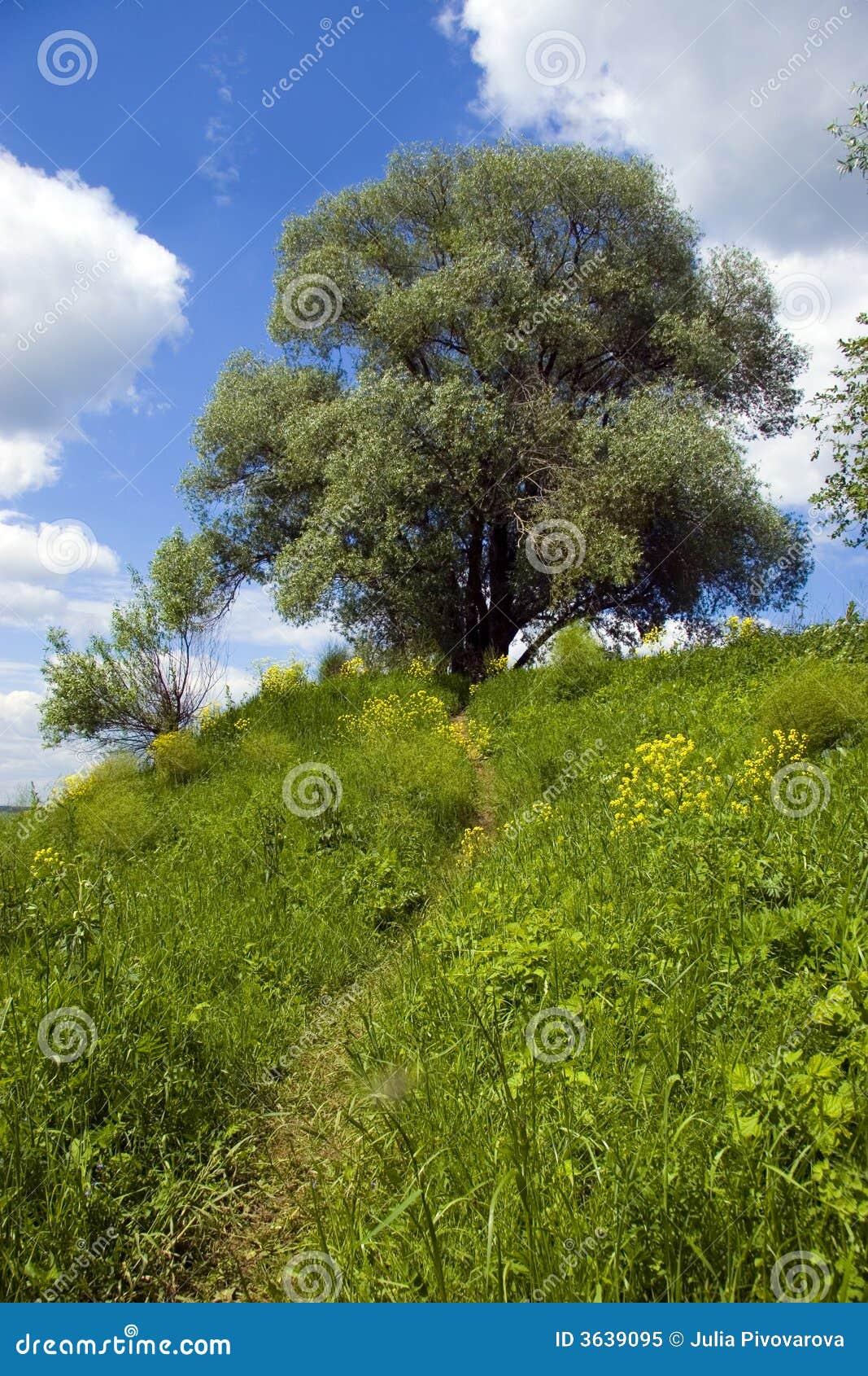 Road Through The Green Forest With Green Grass Spanning Across The