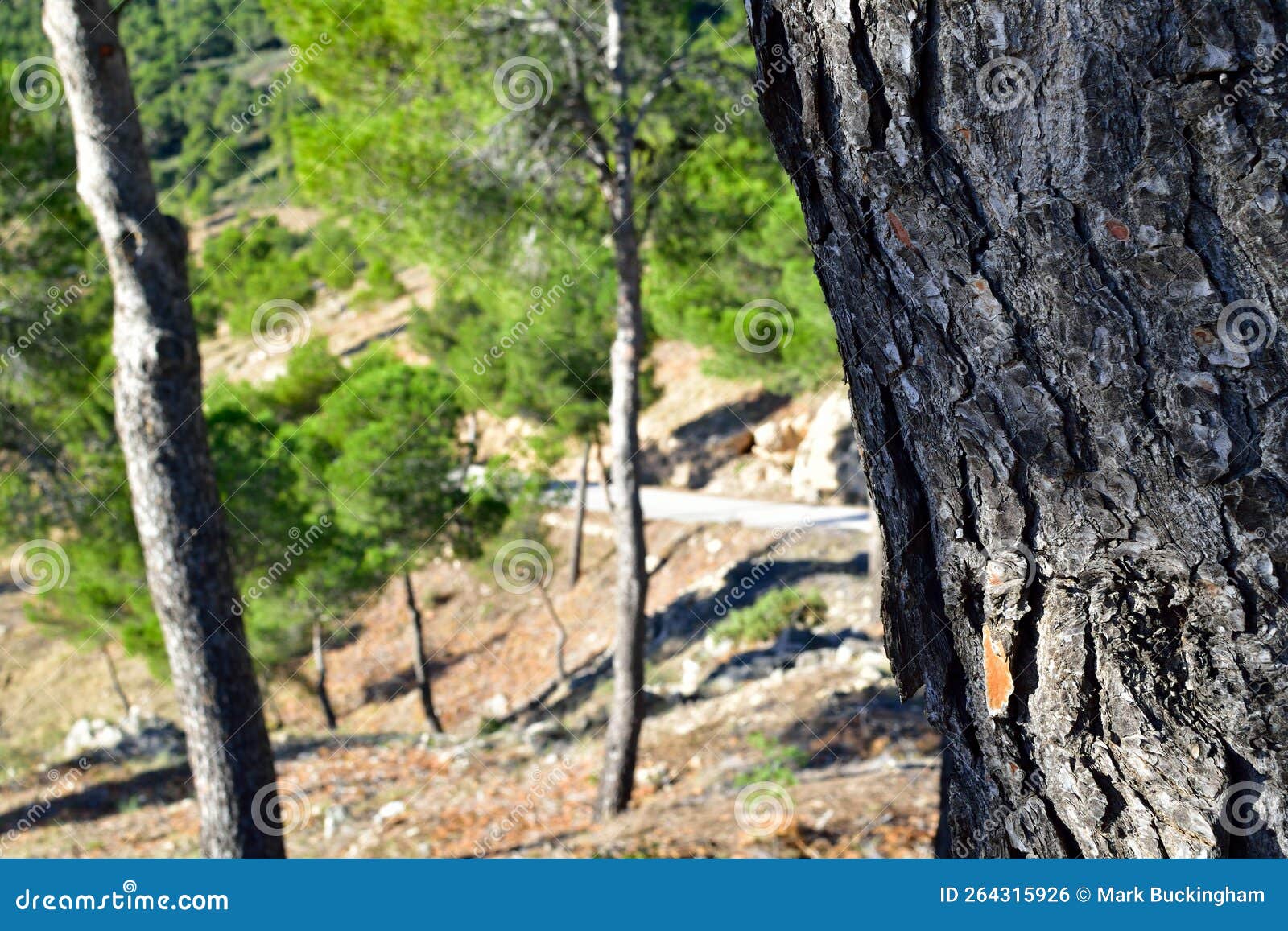 Tree Bark with Background Road in the Spanish Mountains Stock Photo
