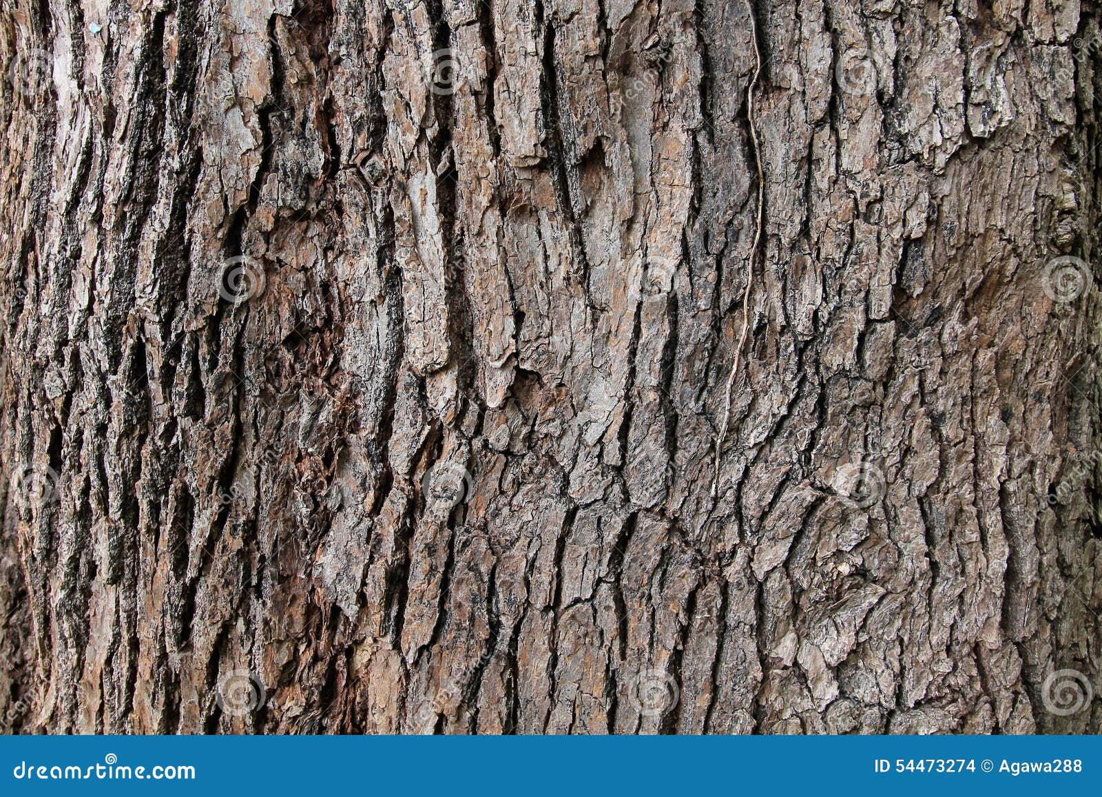 tree bark background texture.