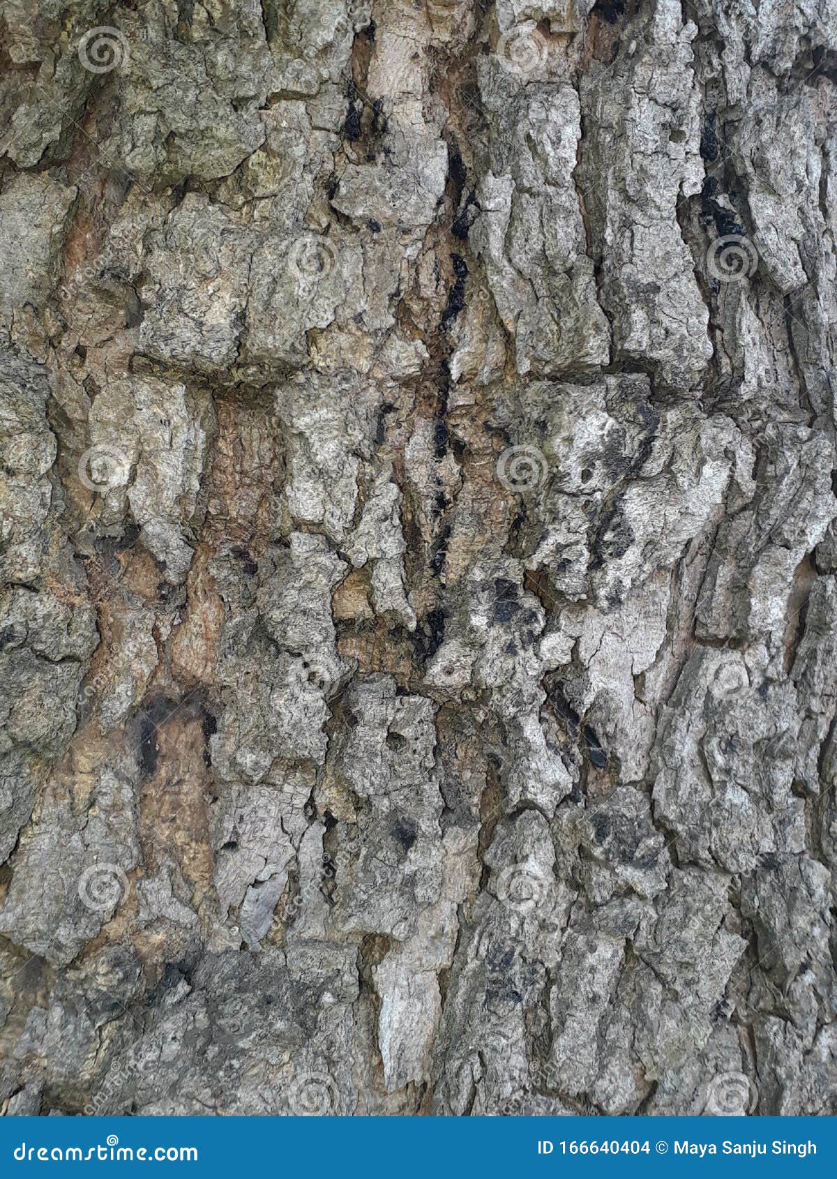 tree bark closeup texture view,stock photo