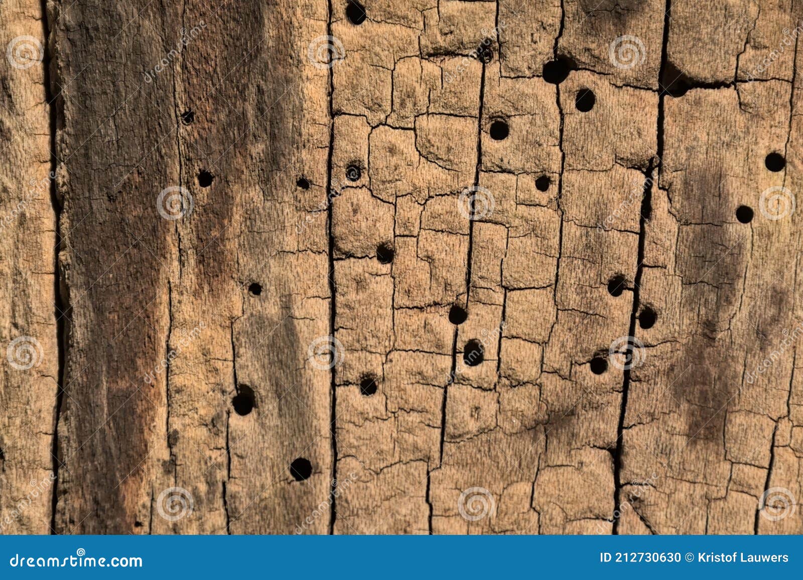 Tree Bark with Cracks and Holes Stock Photo - Image of background