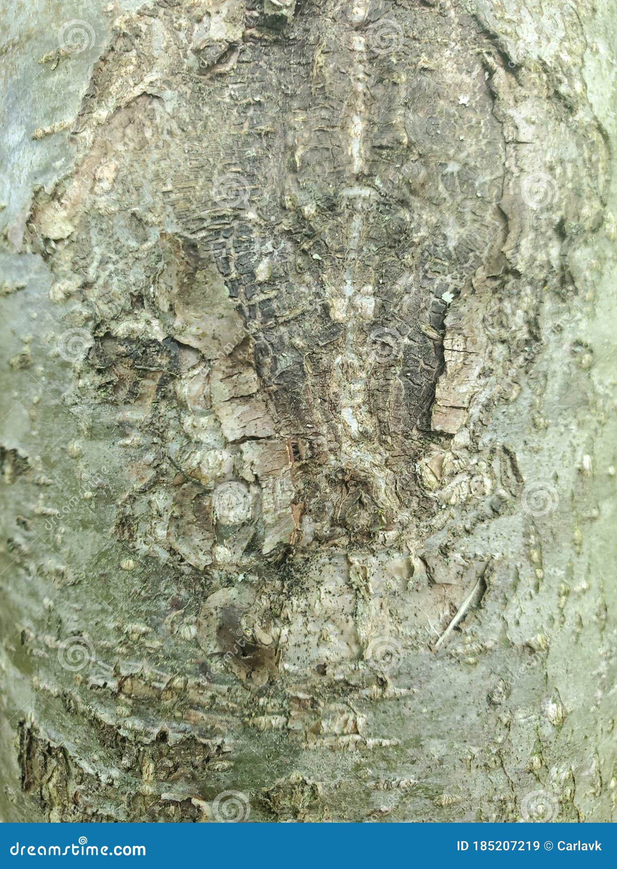 Tree Bark Deformity Wood Texture Background Stock Image Image of leaf