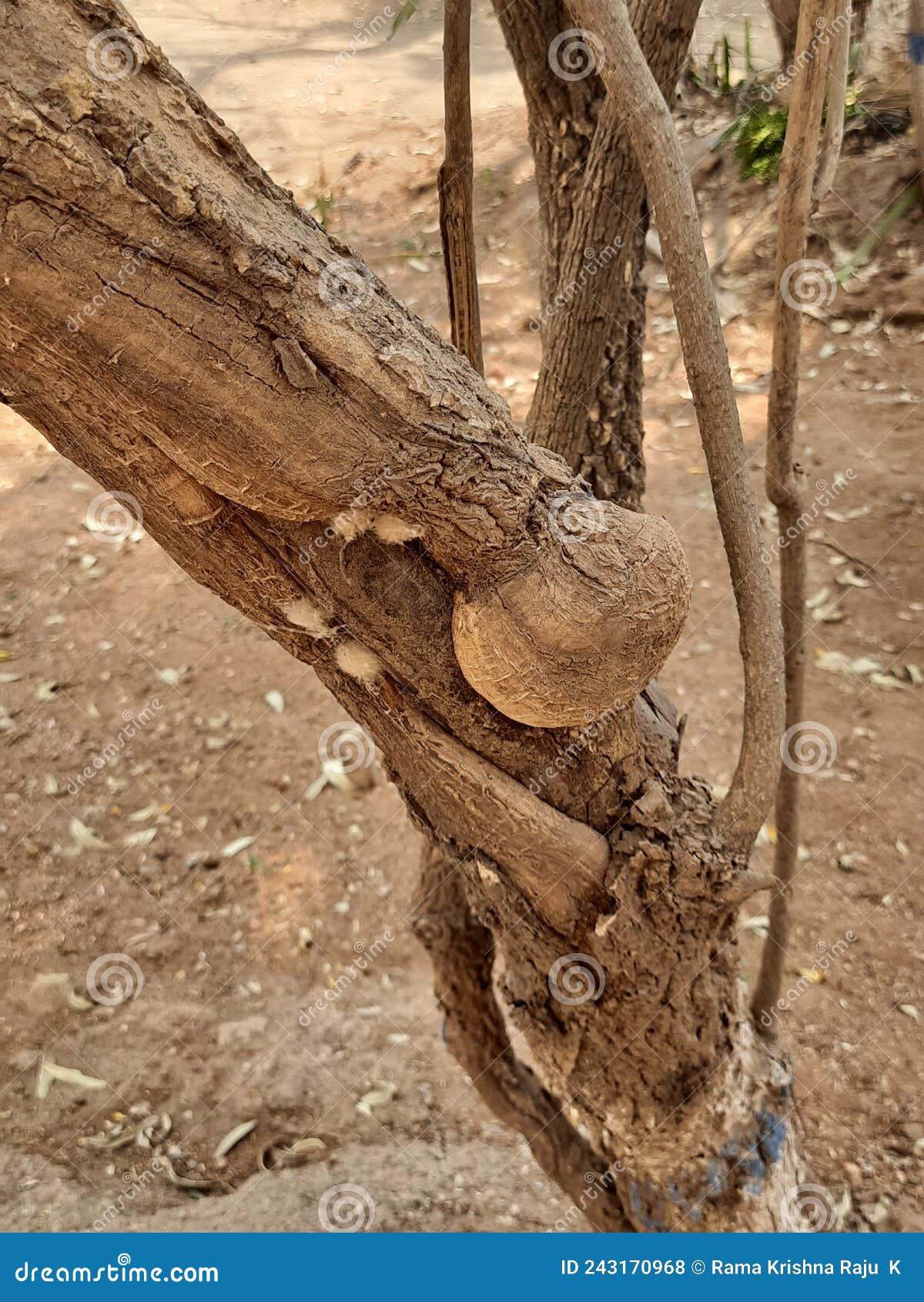Tree bark disease stock photo. Image of leaf, twig, wood 243170968