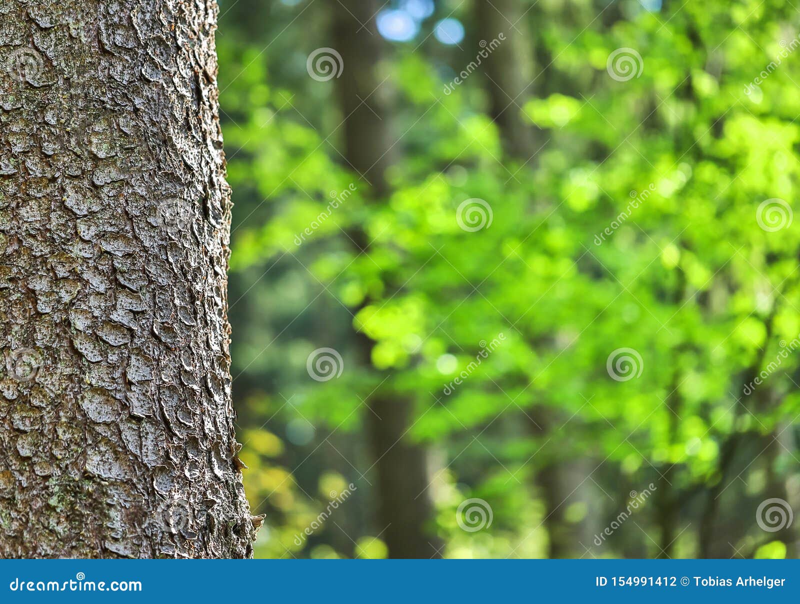 Tree Bark and Forest Blur Background Stock Photo - Image of space, nature:  154991412