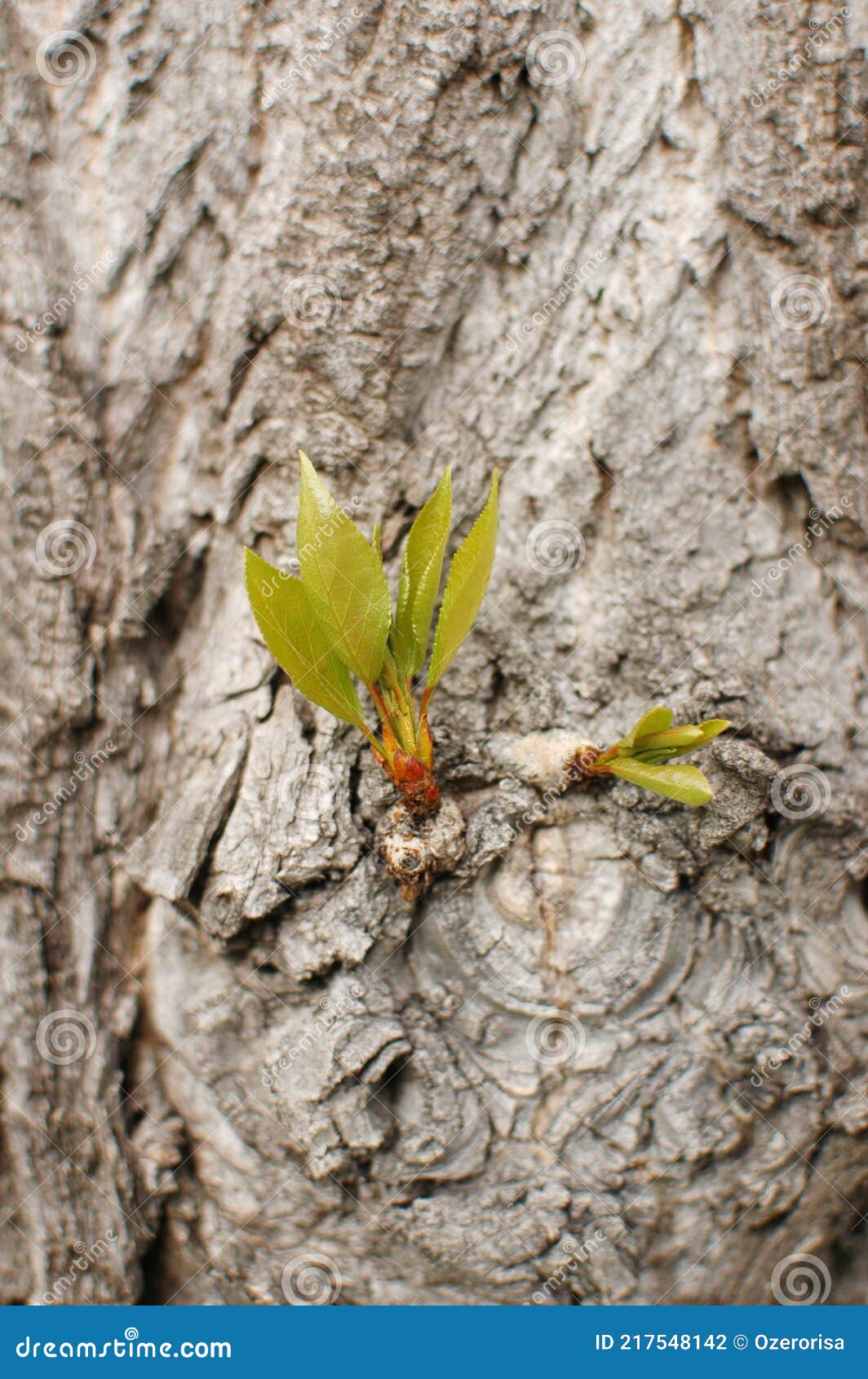 Tree Bark, Leaves Grow on Tree Bark, Texture Stock Photo Image of