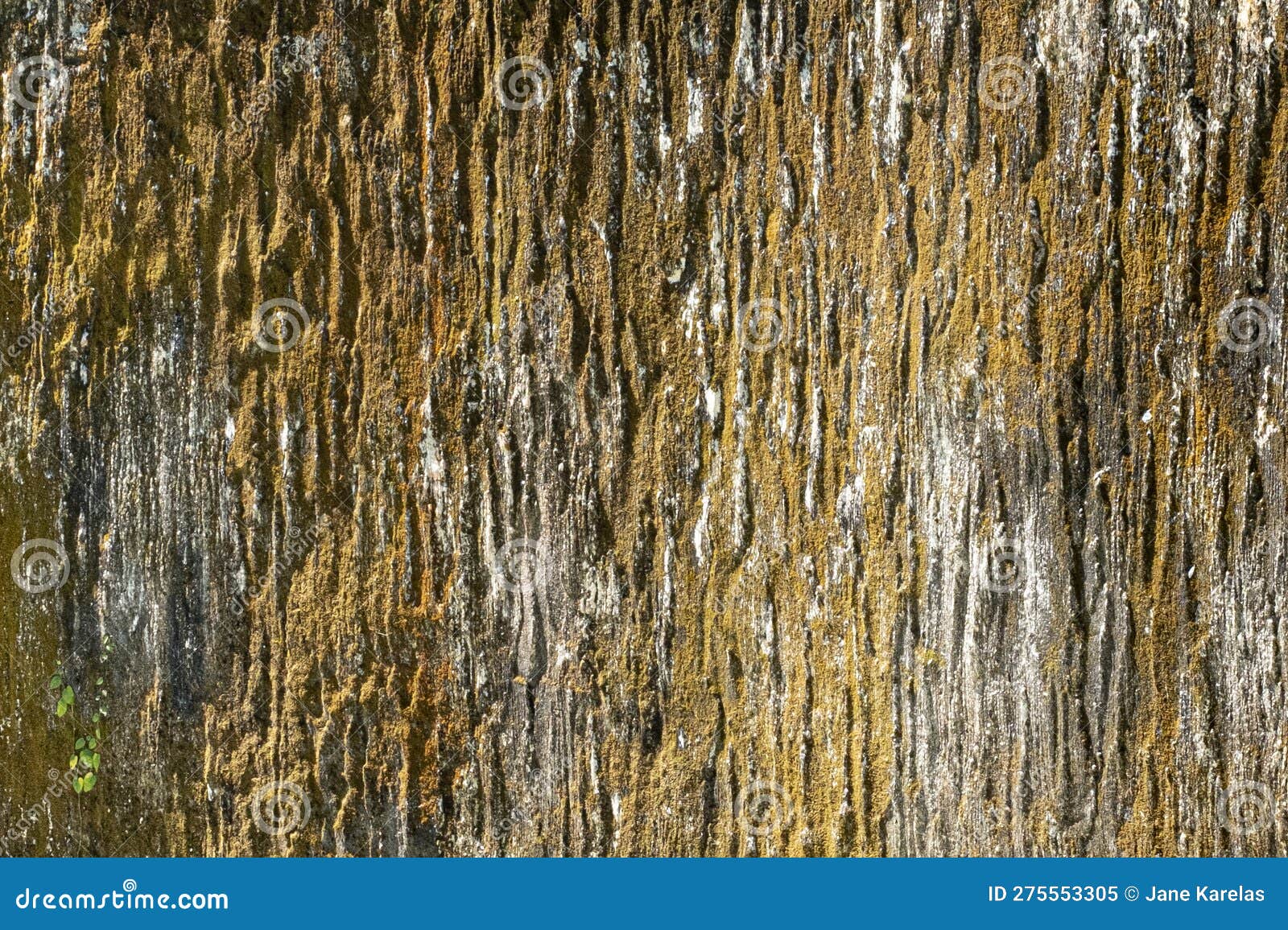 Tree Bark with Mold Grunge Texture Stock Image Image of design