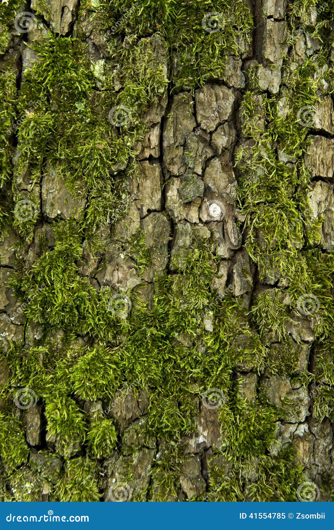Tree bark and moss stock image. Image of environment - 41554785