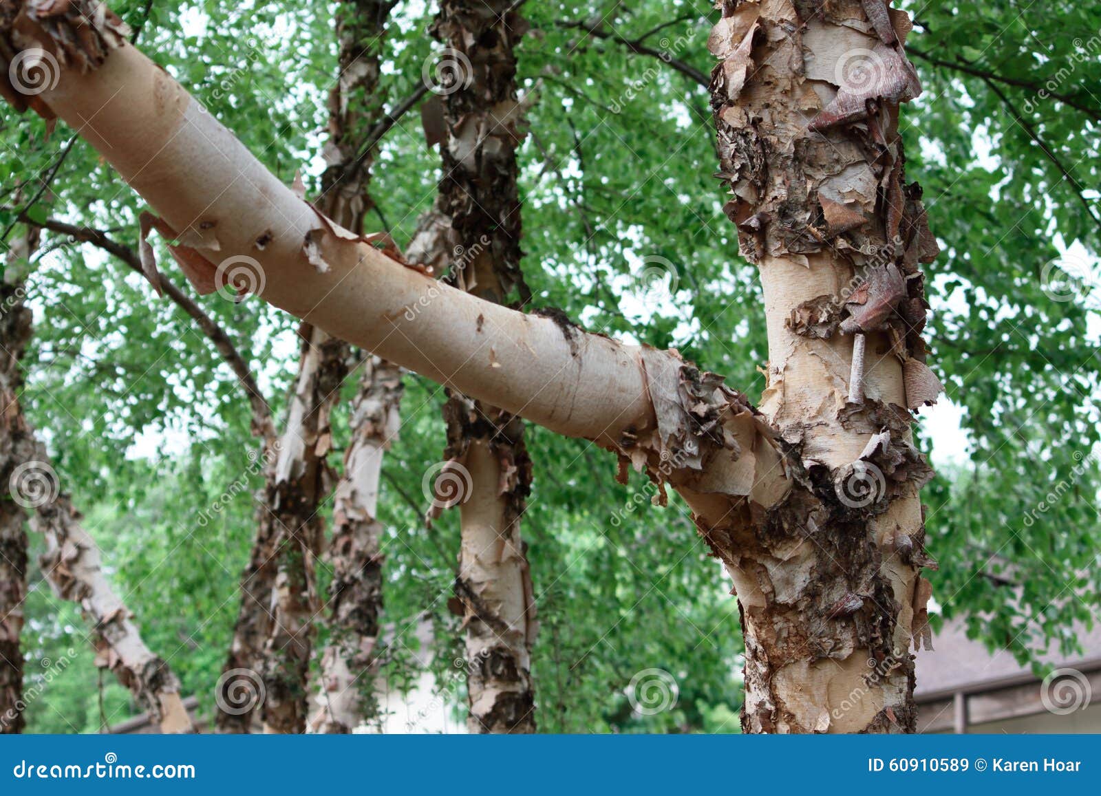 tree bark nature detail