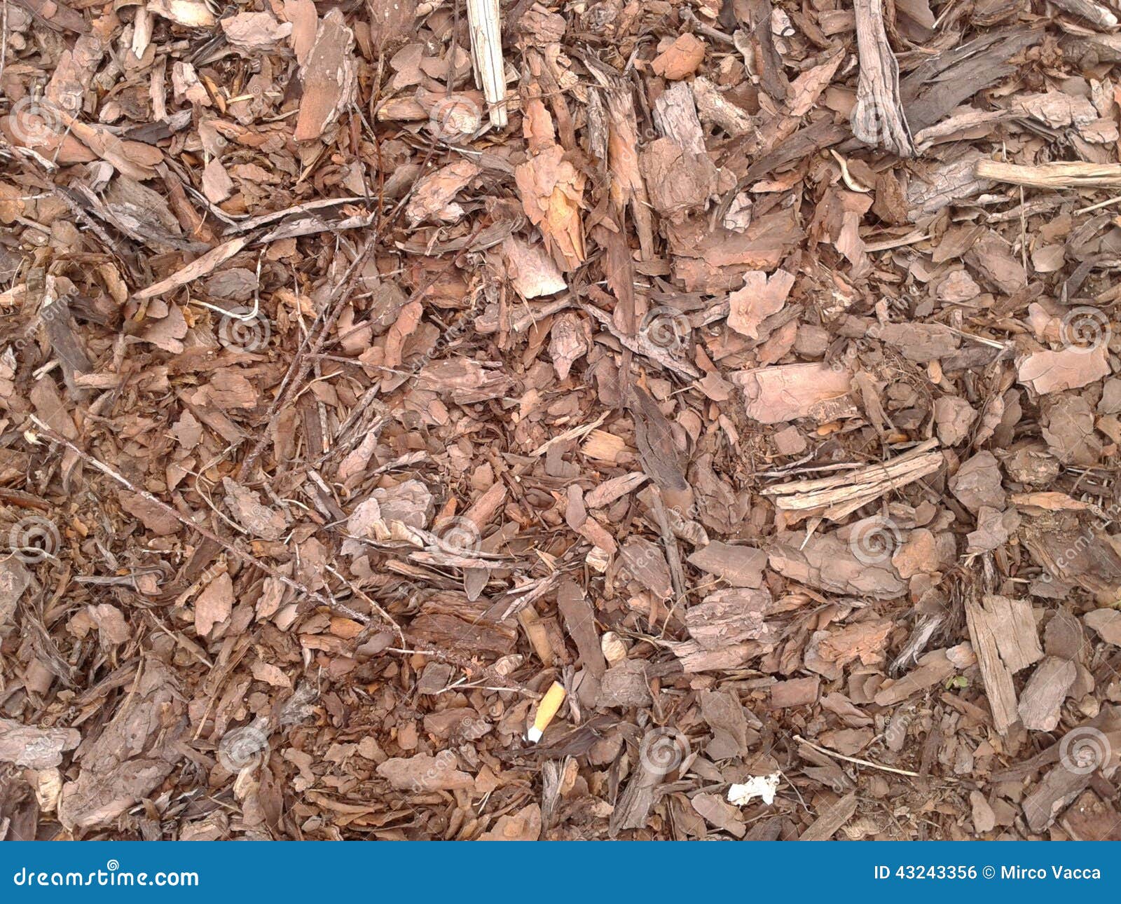 Tree bark pieces stock photo. Image of tree, bark, pattern 43243356