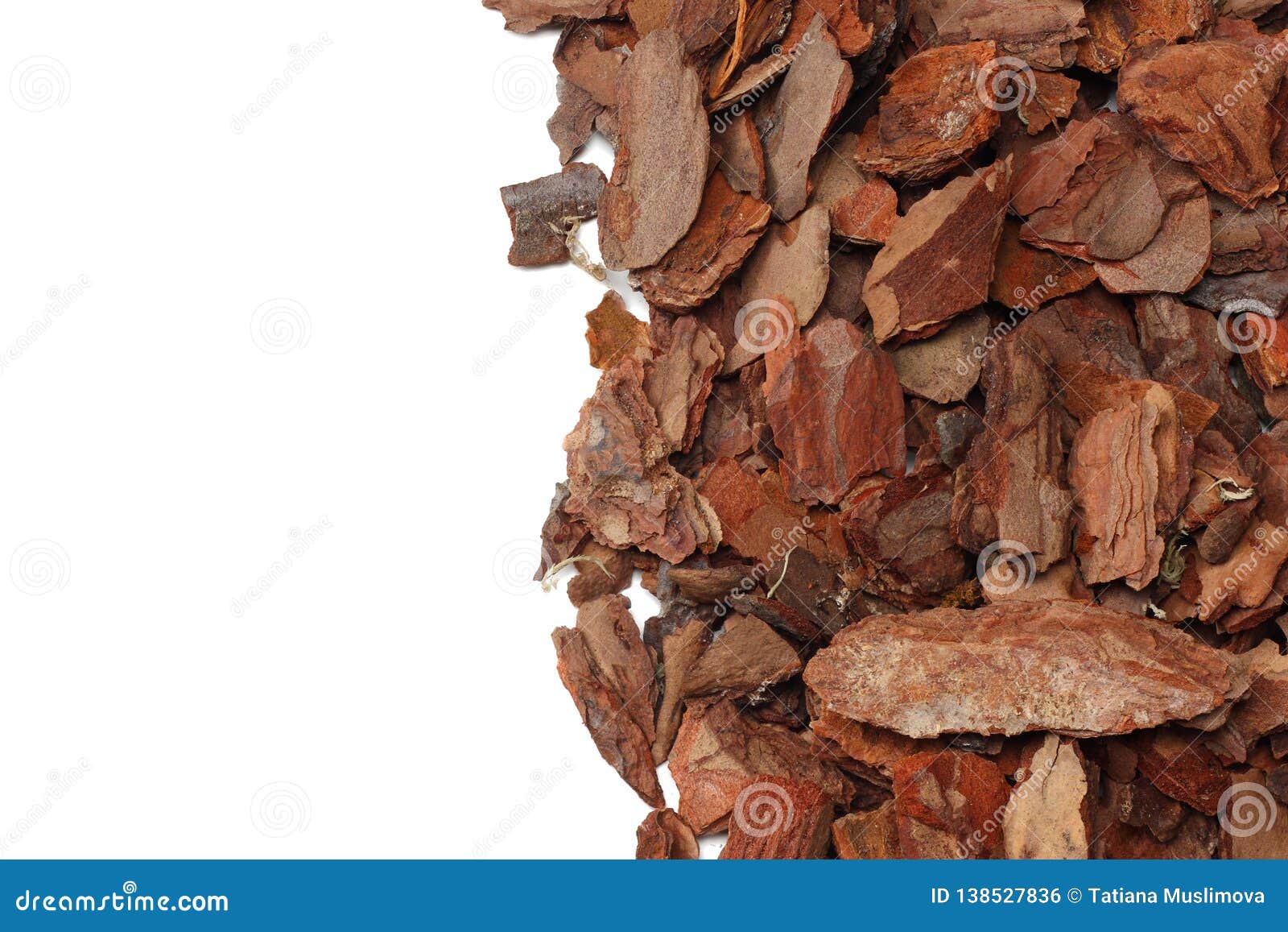Tree Bark Pieces Isolated on White Background. Top View Stock Photo