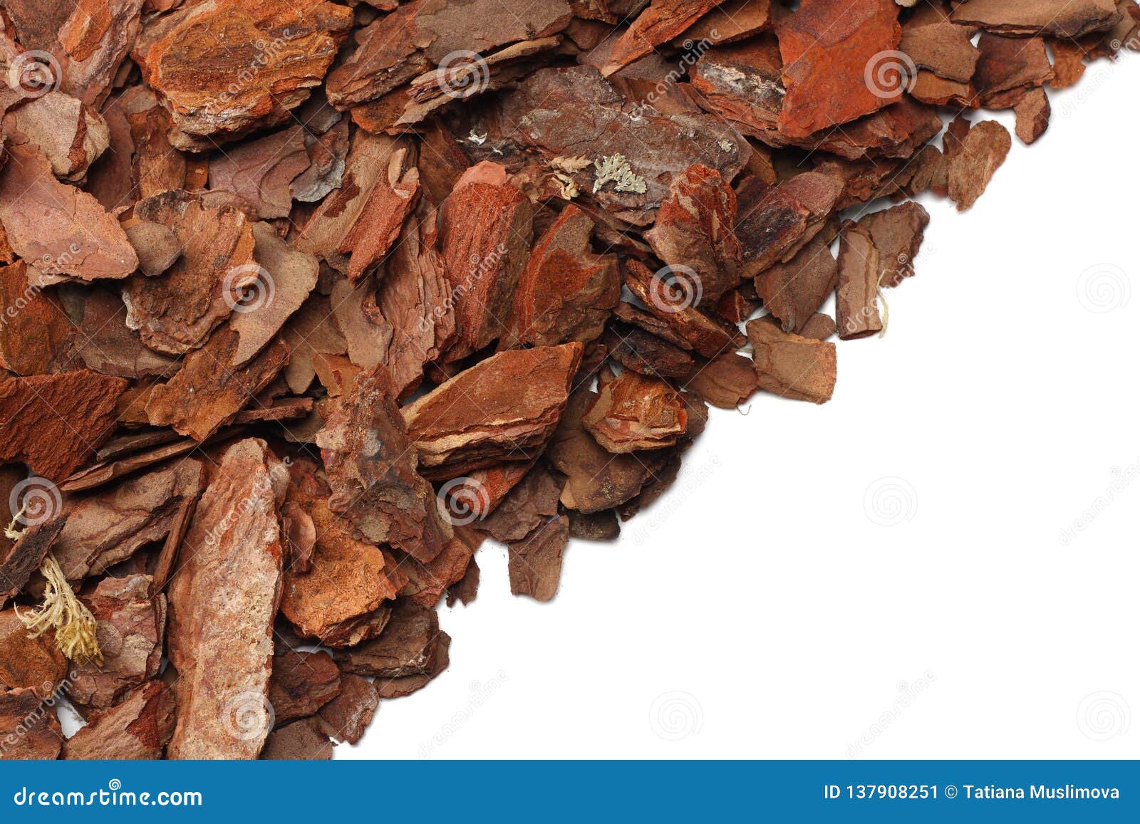 Tree Bark Pieces Isolated on White Background. Top View Stock Image