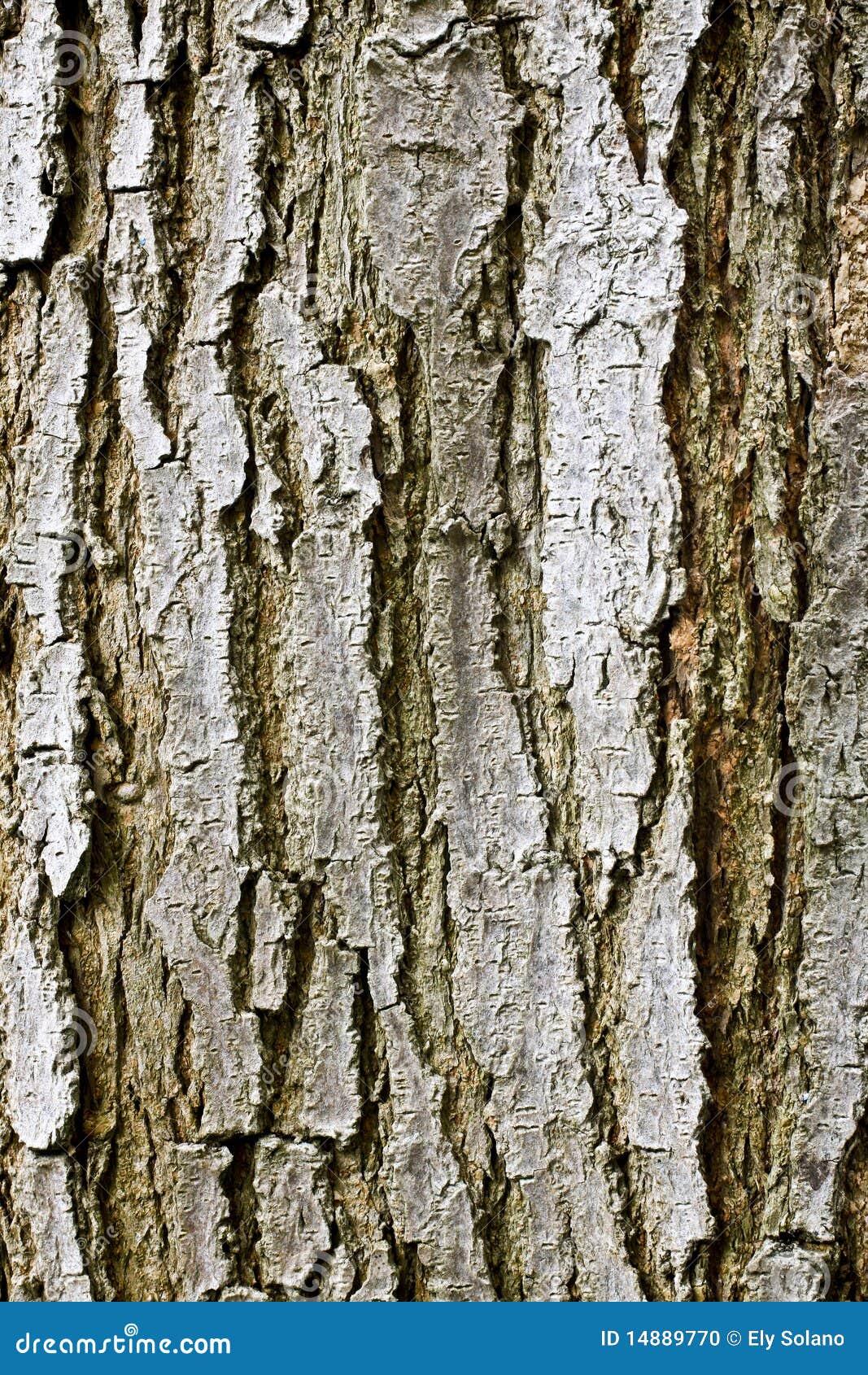 Tree Bark Texture
