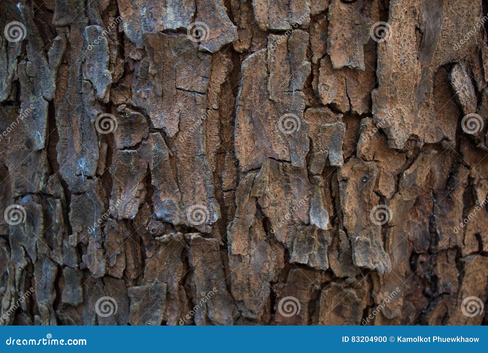 tree bark texture