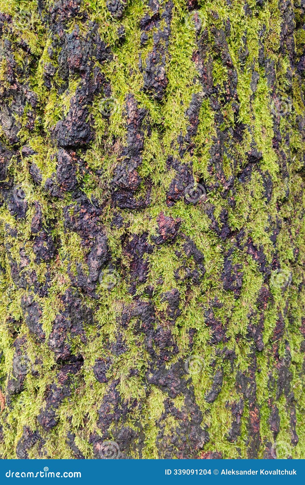tree bark texture. birch bark, close-up
