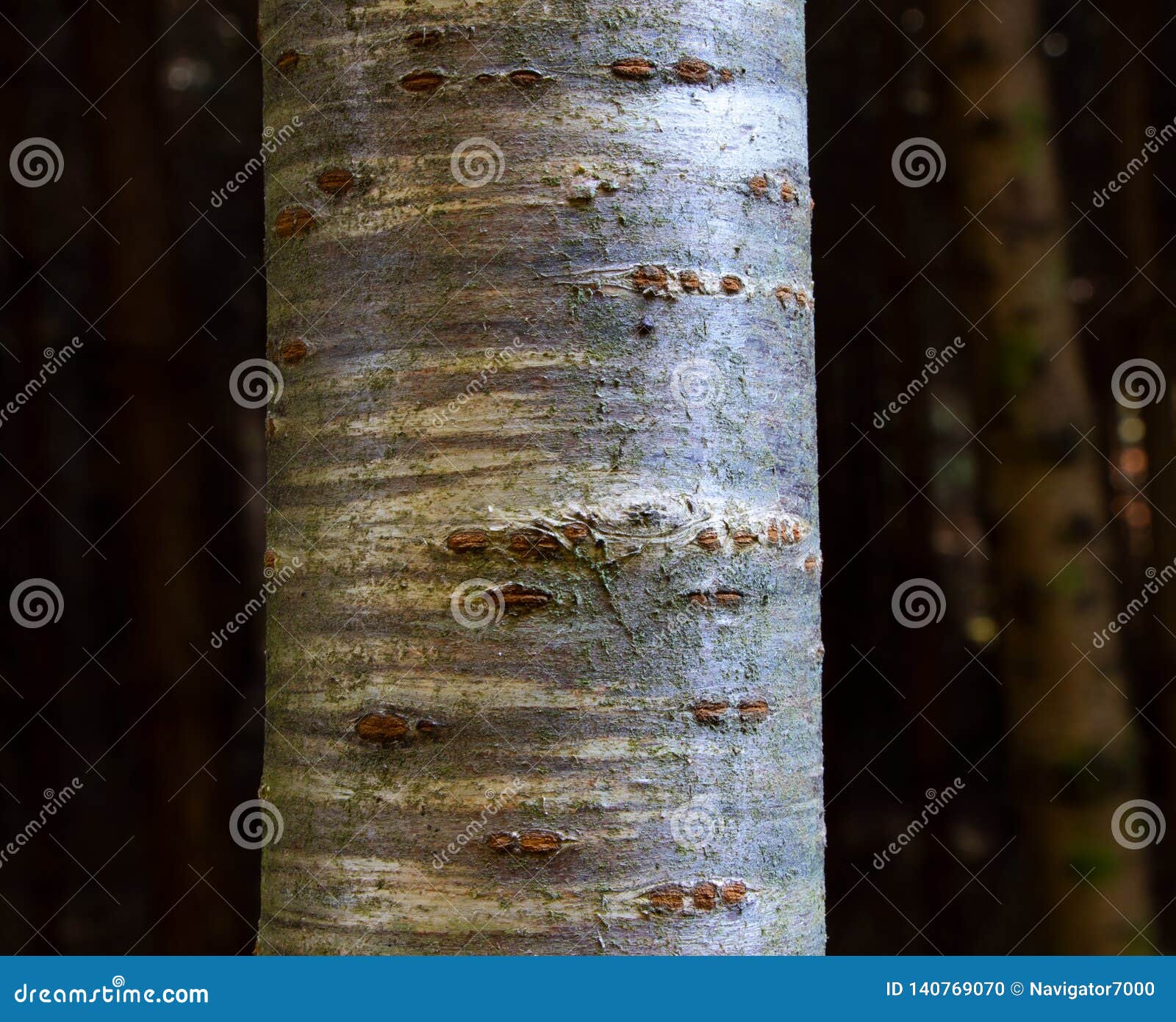 Tree Bark Texture of Prunus Avium or Wild Cherry with Beautiful Shiny