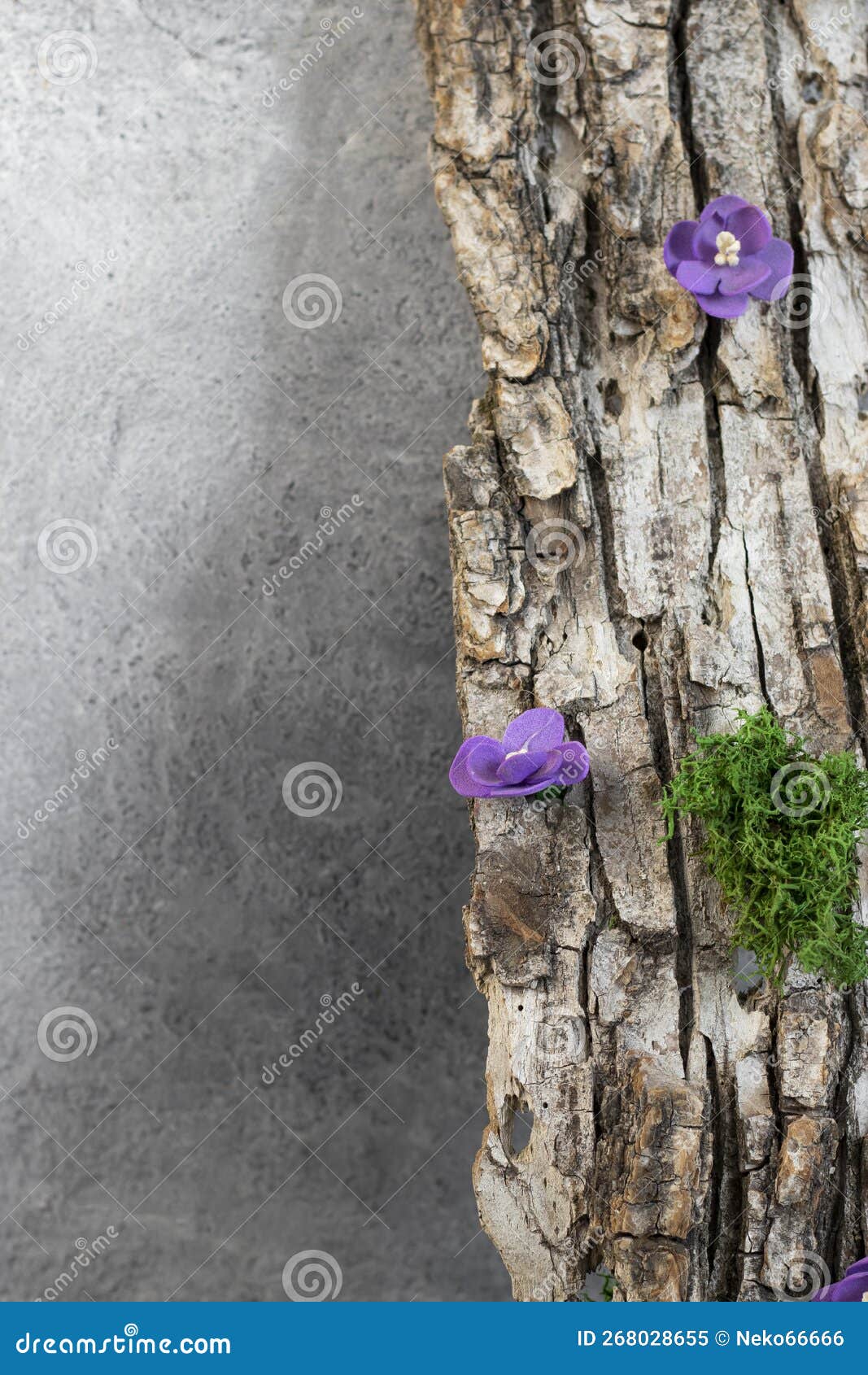 Tree Bark Texture with Purple Flowers and Moss. Copyspace Stock Image