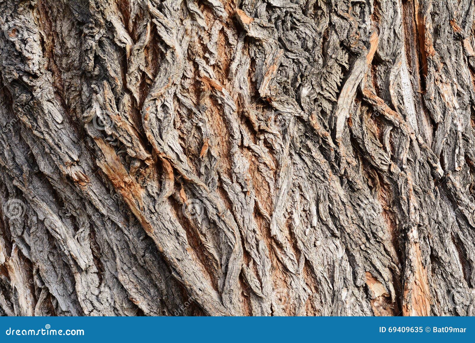 tree bark texture, white willow (salix alba) bark