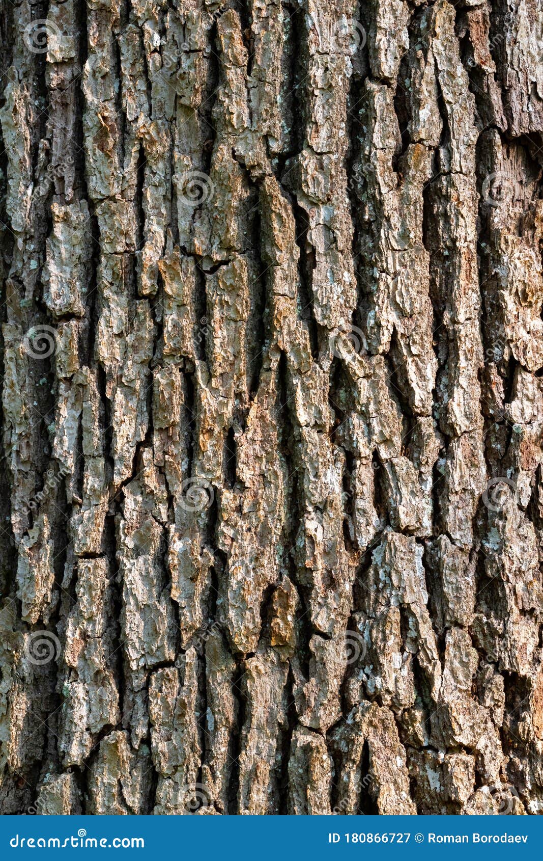 detailed close-up of aged tree bark texture with deep ridges and natural crevices, brown oak trunk surface pattern photograph