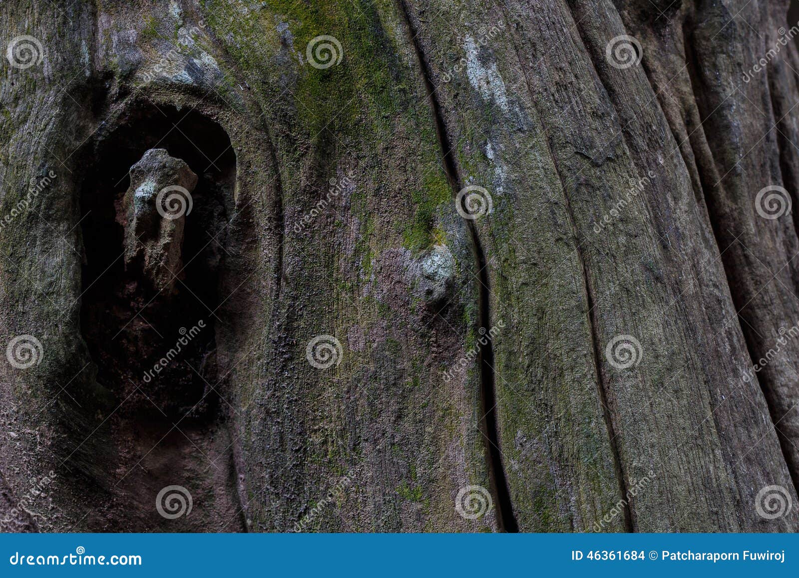 Tree Bark Texture Wood Texture/wood Texture Background Stock Photo ...