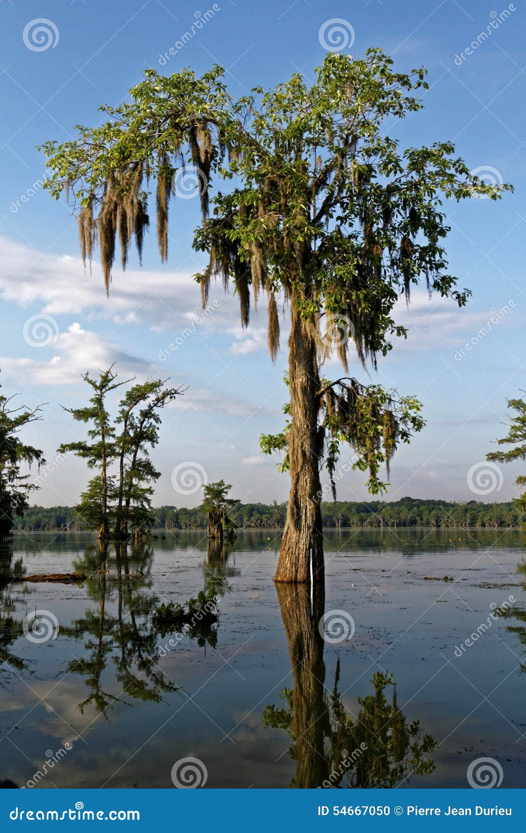 tree in the bayou