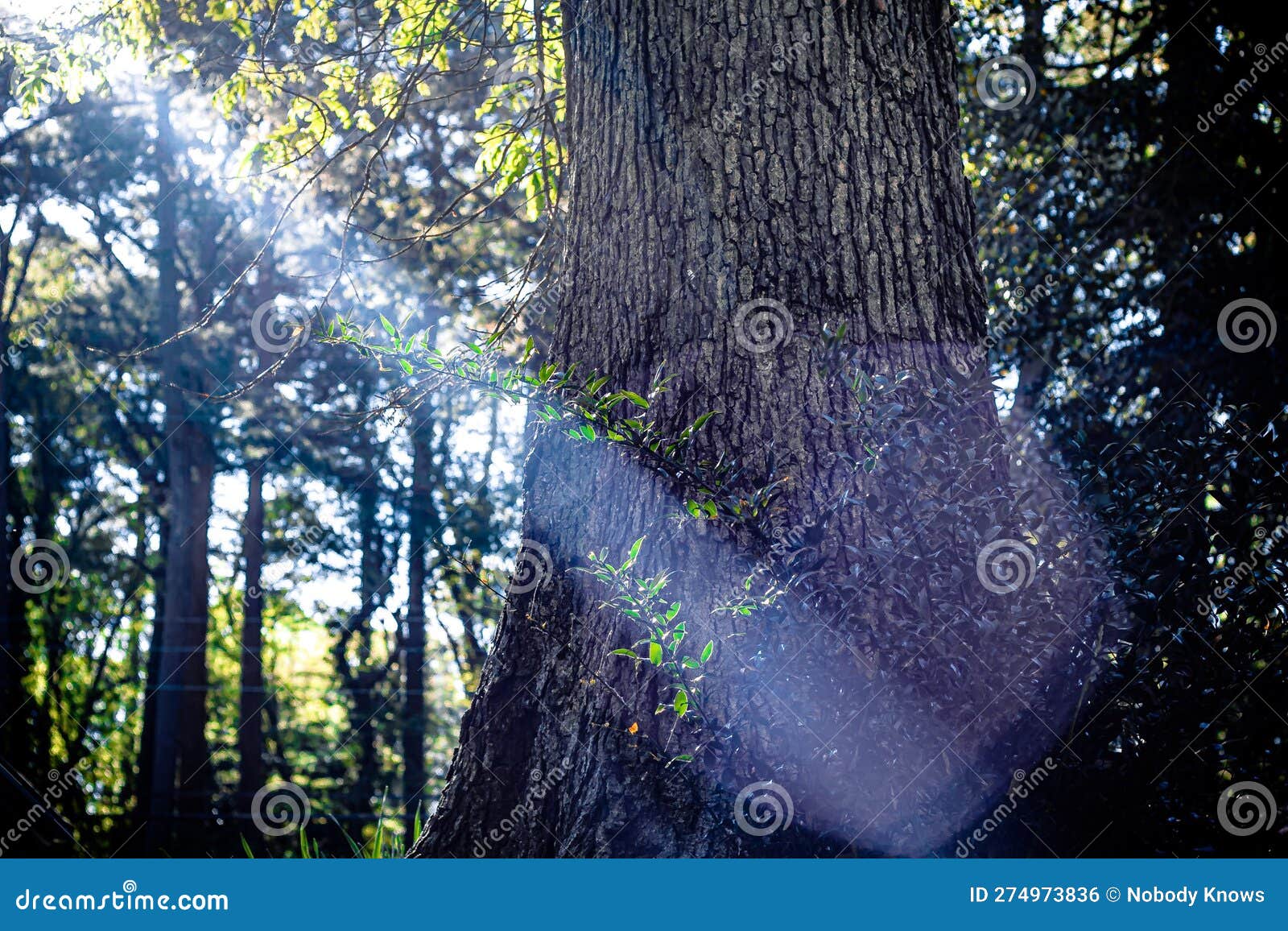 Tree Beam of Light into Leaves of Green Stock Photo Image of branch, nature 274973836