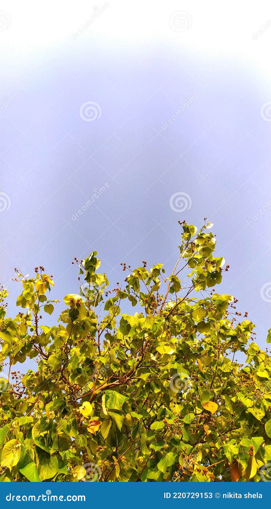 A Tree that Begins To Flower and Bear Fruit Stock Image Image of