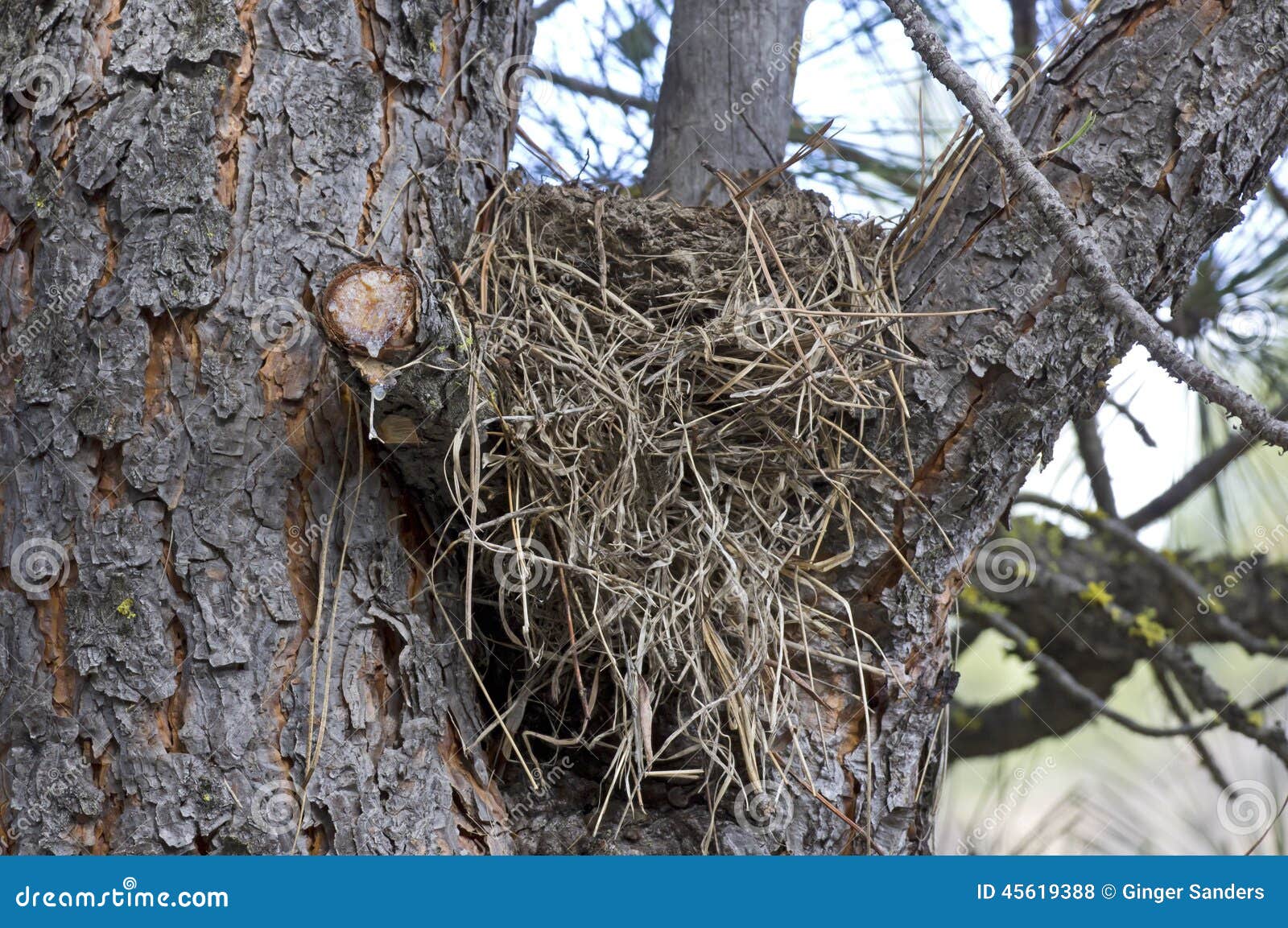 tree bird nest branches large messy fork 45619388