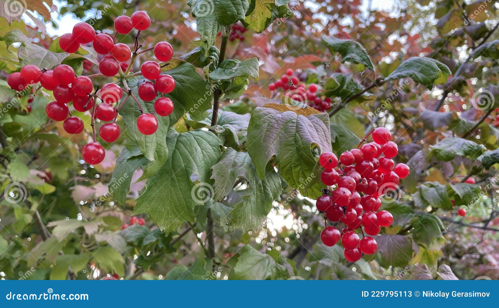 A Tree Blooming with Rowan Berries in the Fall. Stock Image Image of
