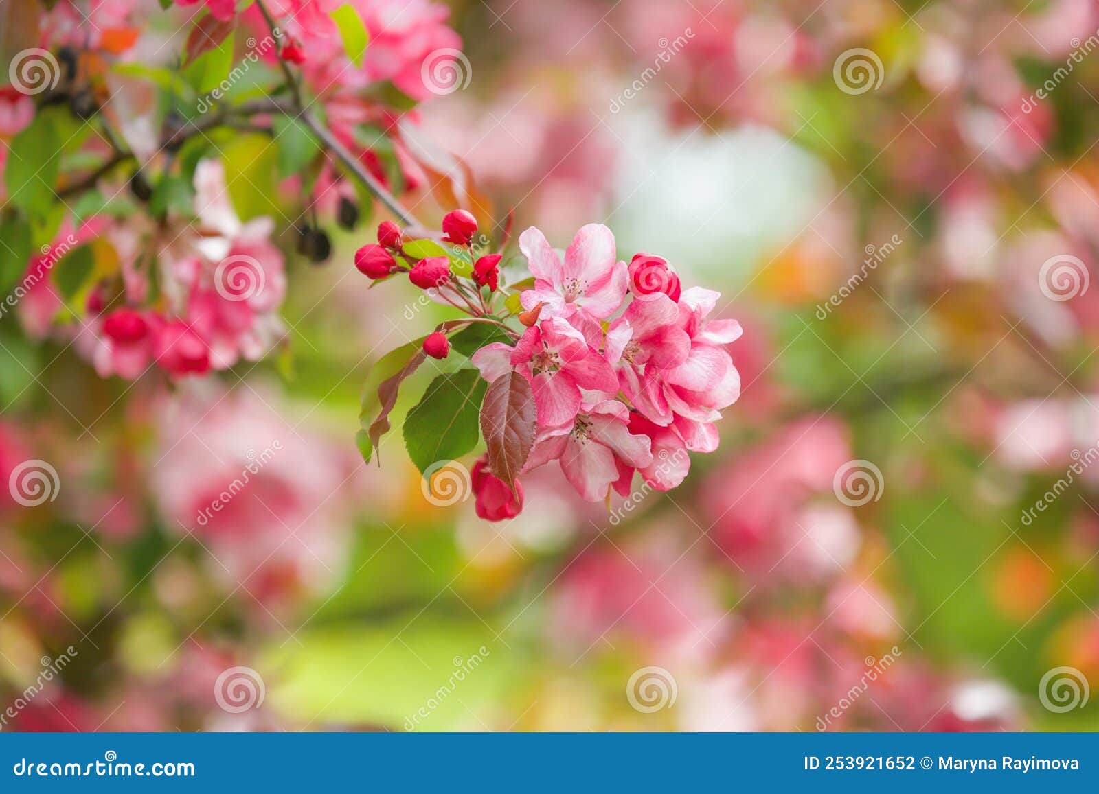 The Tree Blooms with Pink Flowers Stock Photo Image of lilac