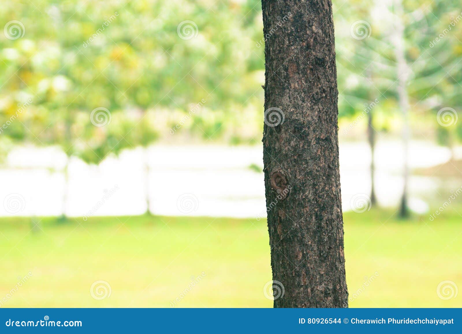 Tree Blur Background in Park of Thailand Stock Photo - Image of blur,  gardens: 80926544