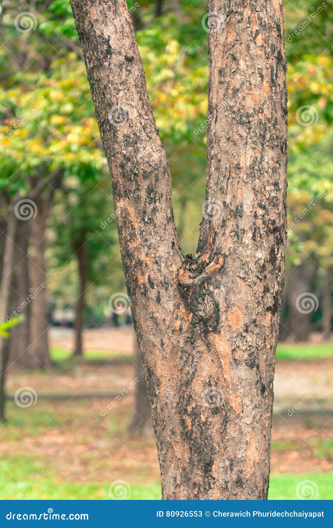 Hình nền cây mờ trong công viên Thái Lan mang đến một cảm giác thư thái và tĩnh lặng cho người ngắm. Chỉ một lần nhìn và bạn sẽ thấy được sức hút của nó.