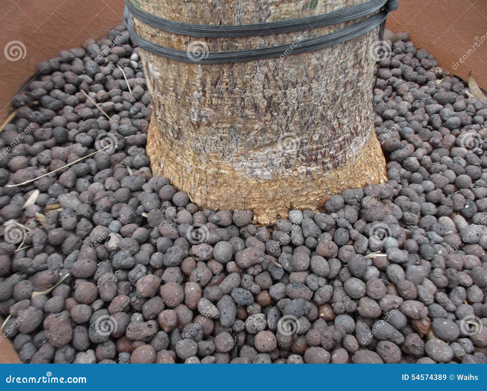 Tree bonsai and fertilizer stock image. Image of rock 54574389