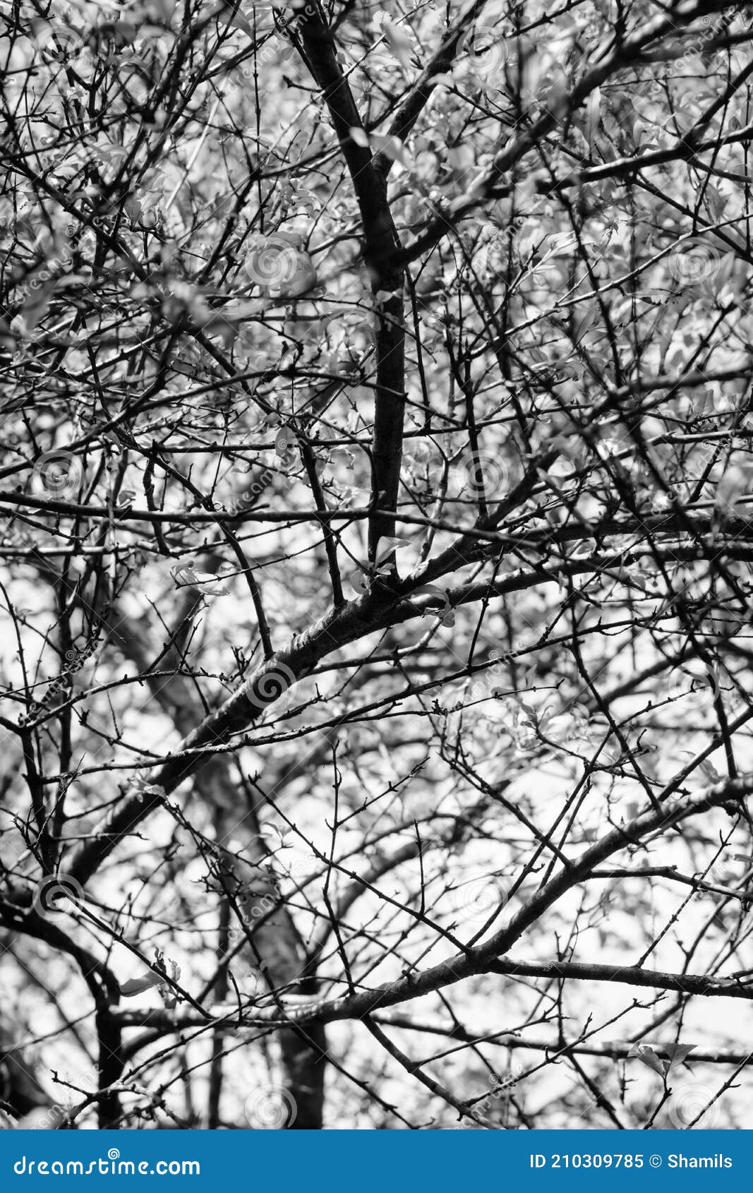 Tree Branch Background Texture, Black and White Abstract, Wallpaper