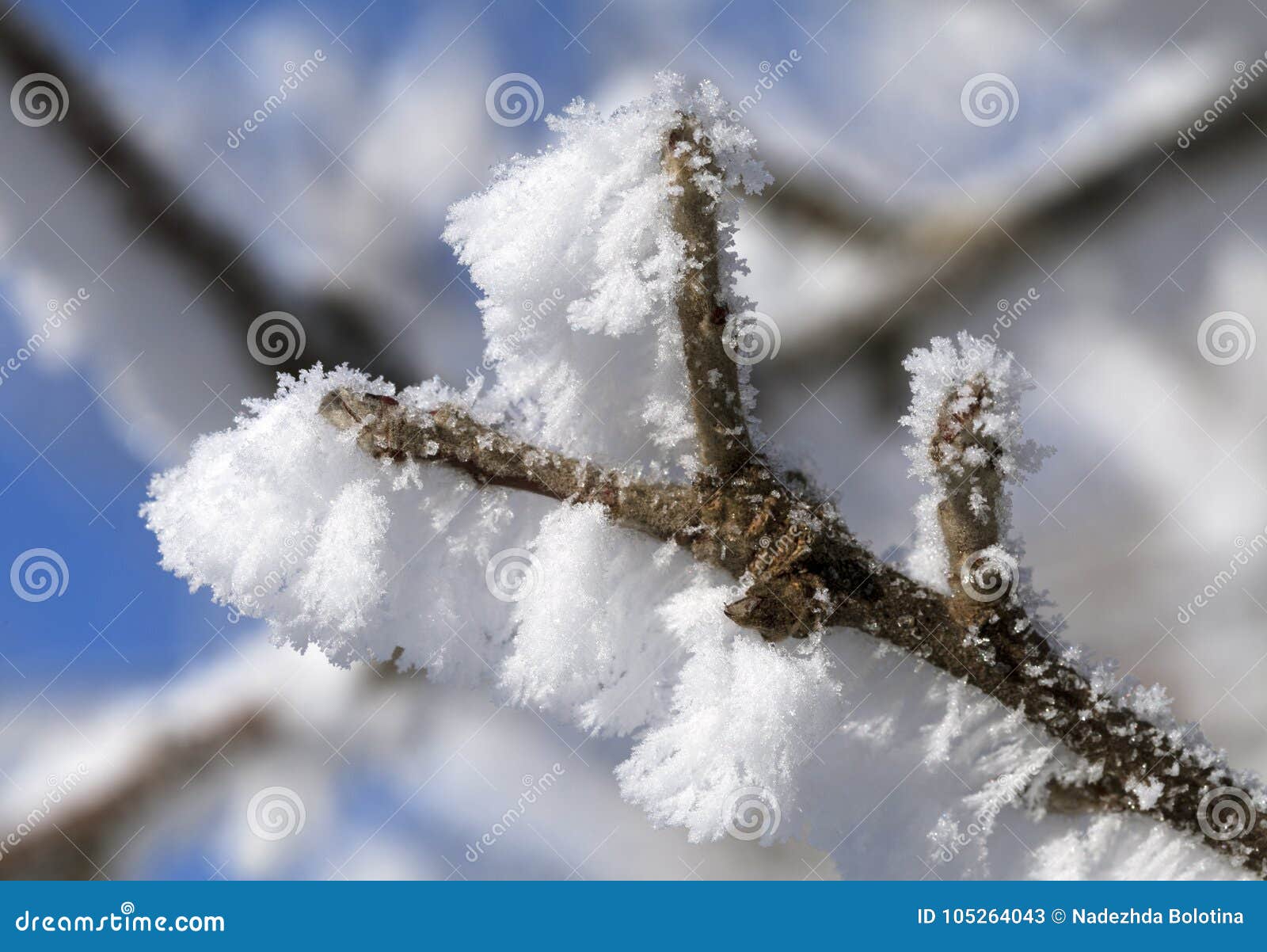Tree Branch Covered with Frost Stock Image - Image of sunlight, icing ...